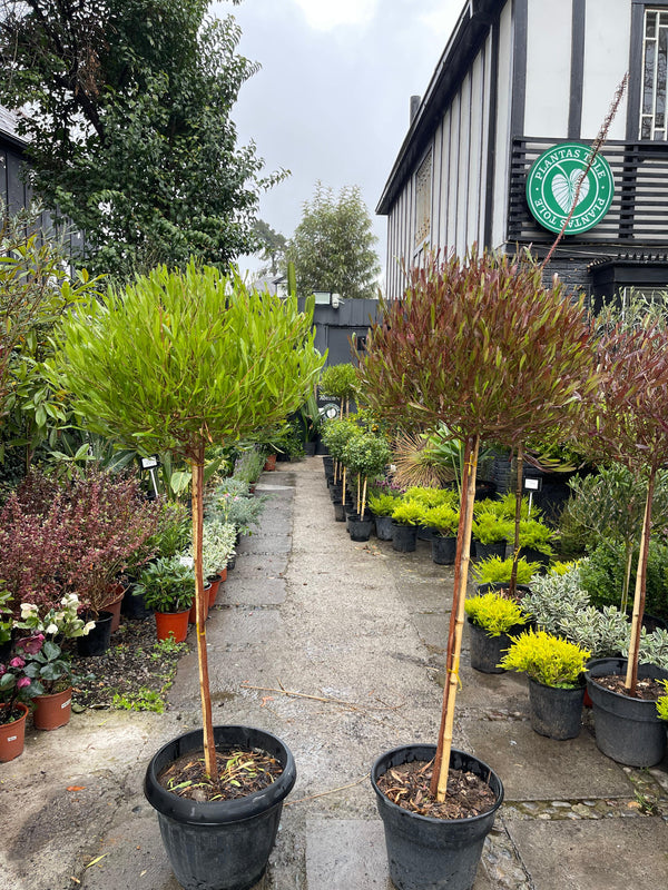 Stenocarpus pie alto con follaje verde oscuro en maceta de jardín