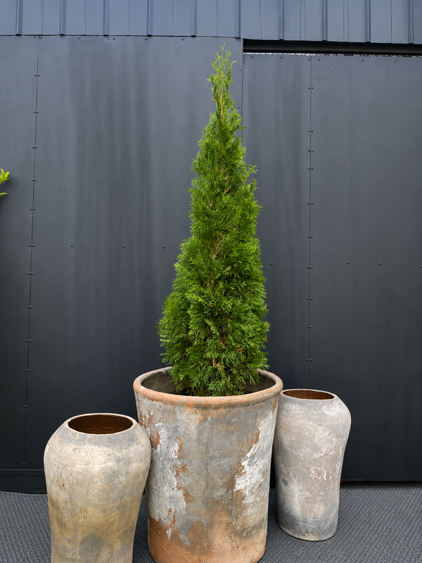Pino Thuja Smaragd de follaje verde esmeralda y silueta cónica compacta