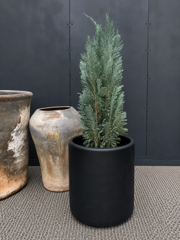 Pino Woody de follaje verde denso y silueta compacta para jardines y terrazas