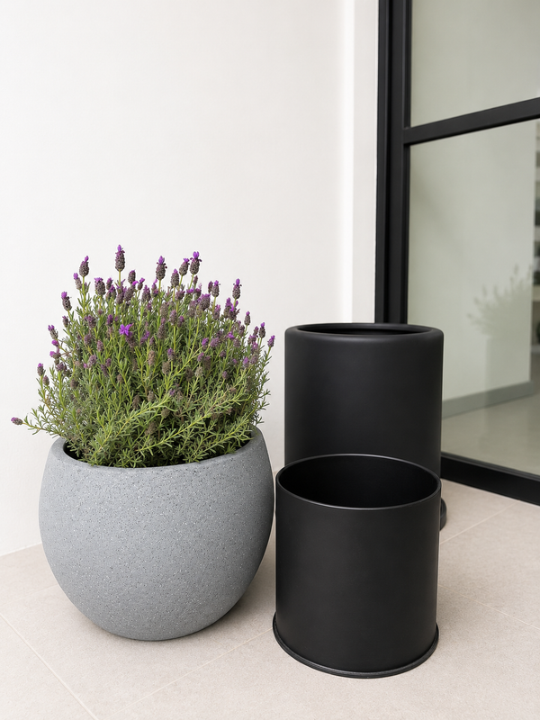 Lavanda Stoecha en flor en un jardín soleado