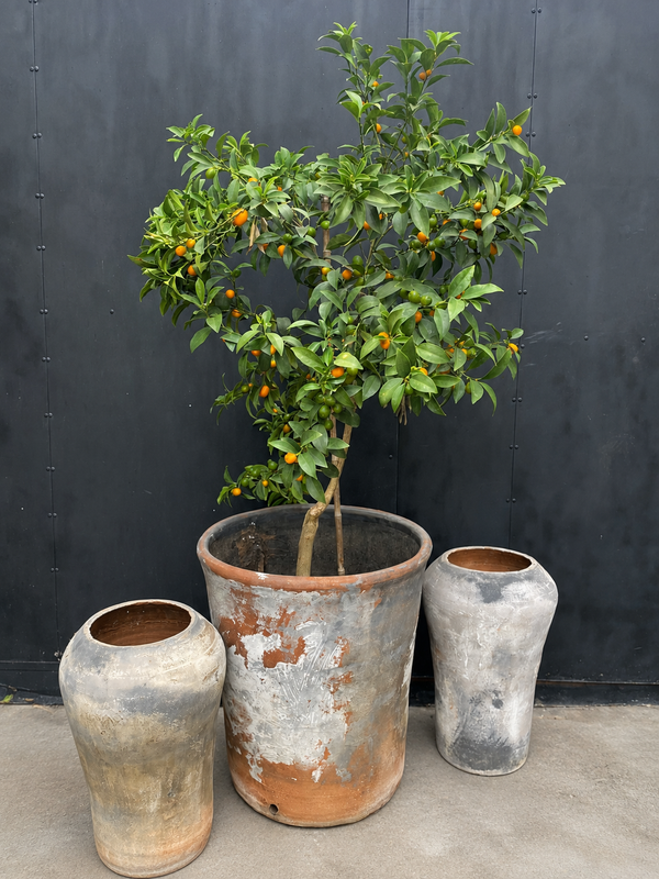 Kumquat en maceta con frutos pequeños de color naranja
