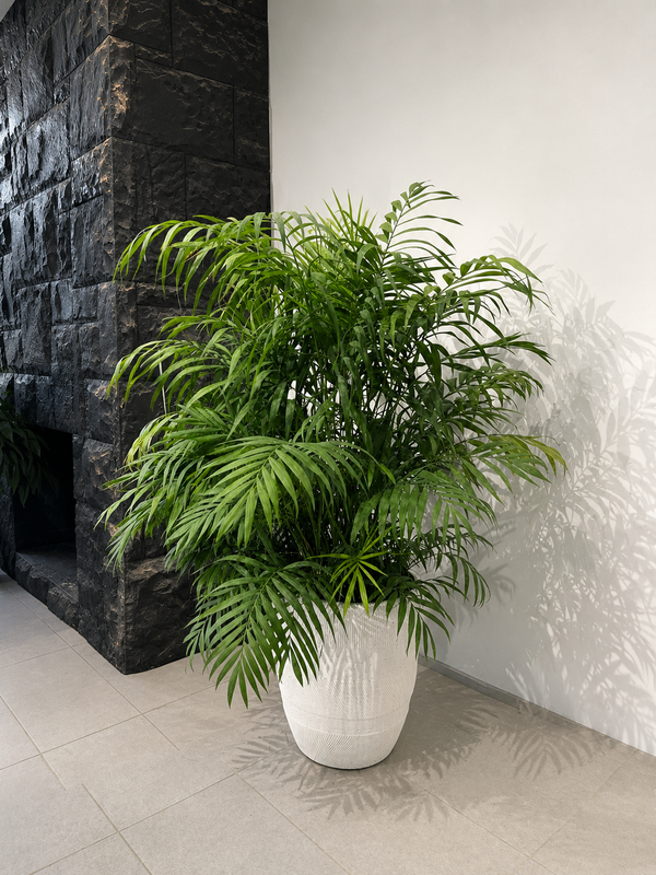 Chamaedorea, palmera de interior de Plantas Tole