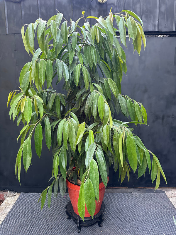 Ficus Alii, ejemplo de hojas de interior