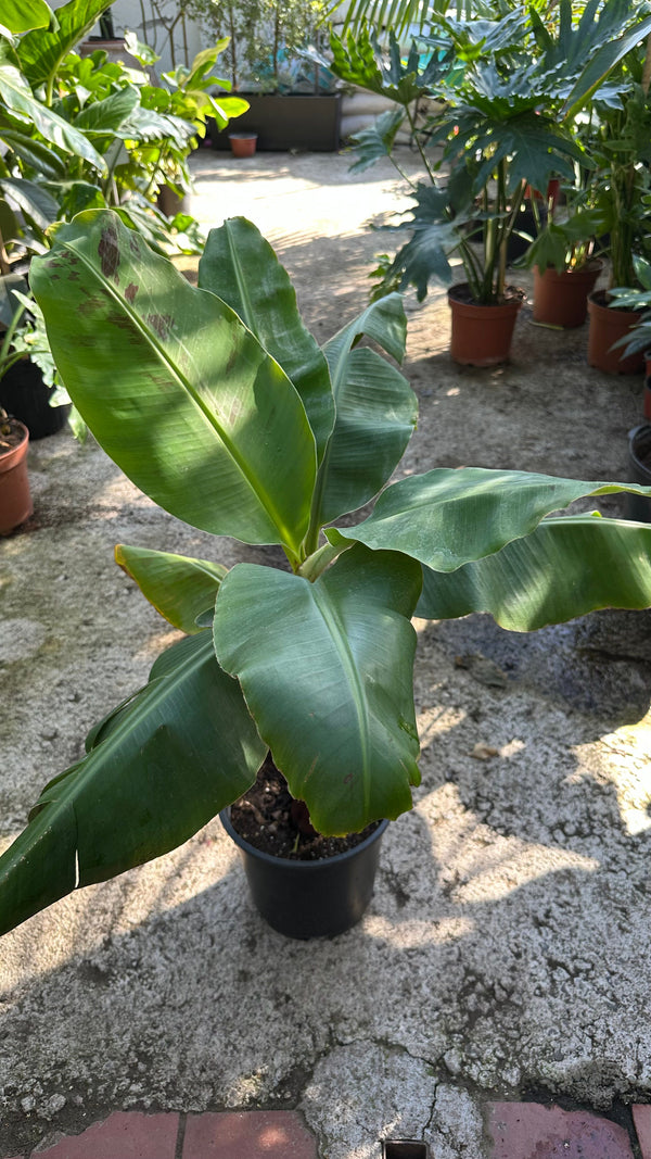Musa Tropicana de interior con grandes hojas verdes en forma de abanico