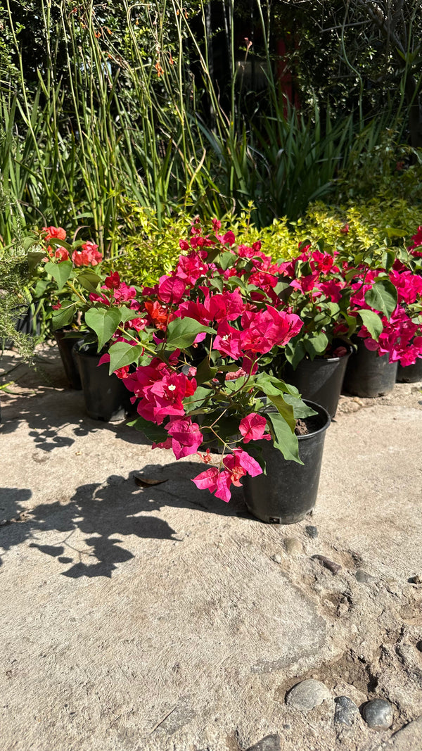 Bugambilia con flores fucsia en macetero de terraza soleada