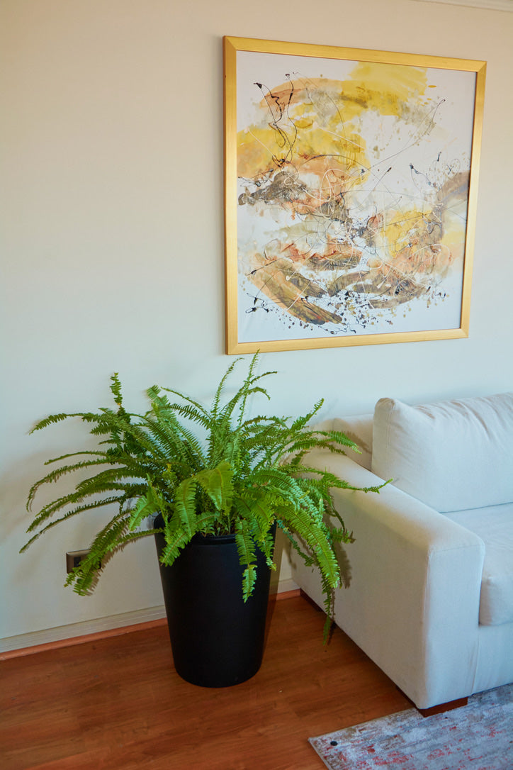 Helecho Espada (Largo)