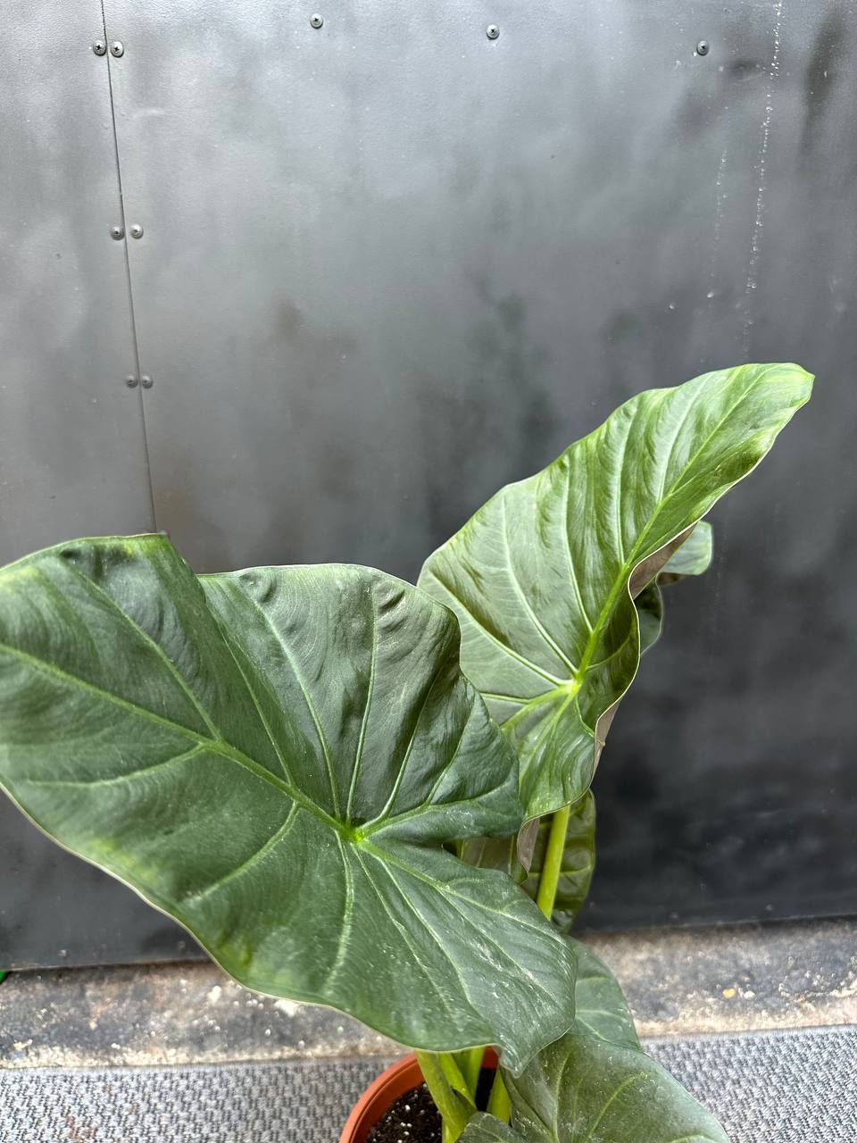 Alocasia Regal Shield — vista lateral mostrando follaje denso