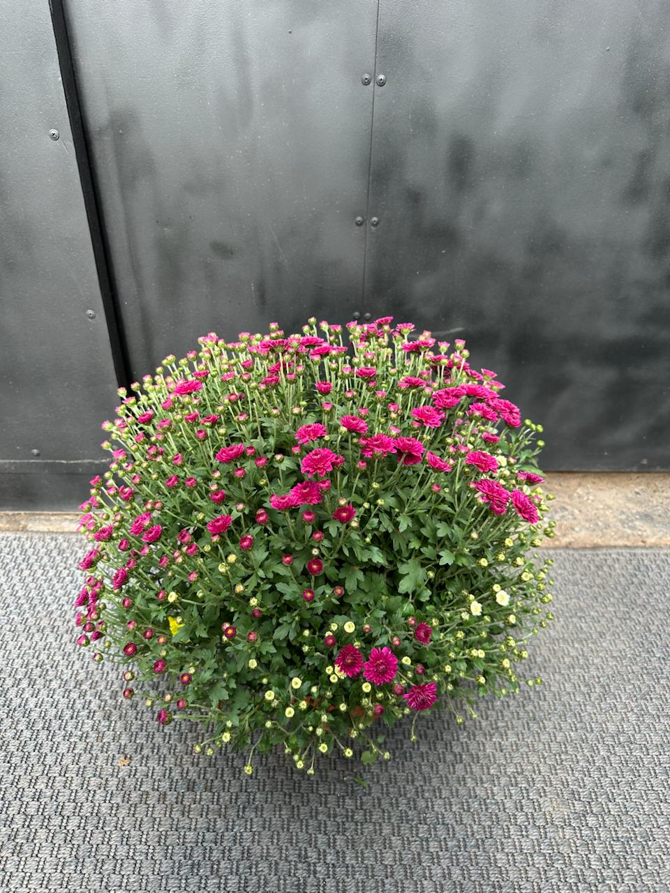 Crisantemos en Bolo fucsia — esfera compacta con flores fucsia