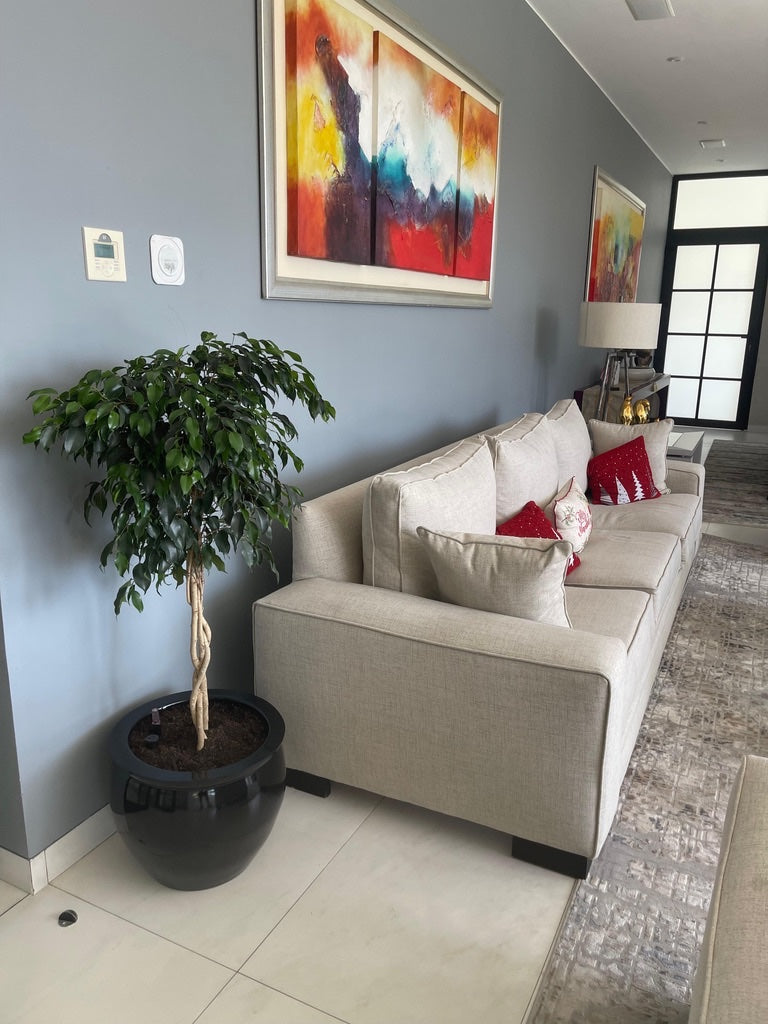 Ficus Benjamina Trenzado