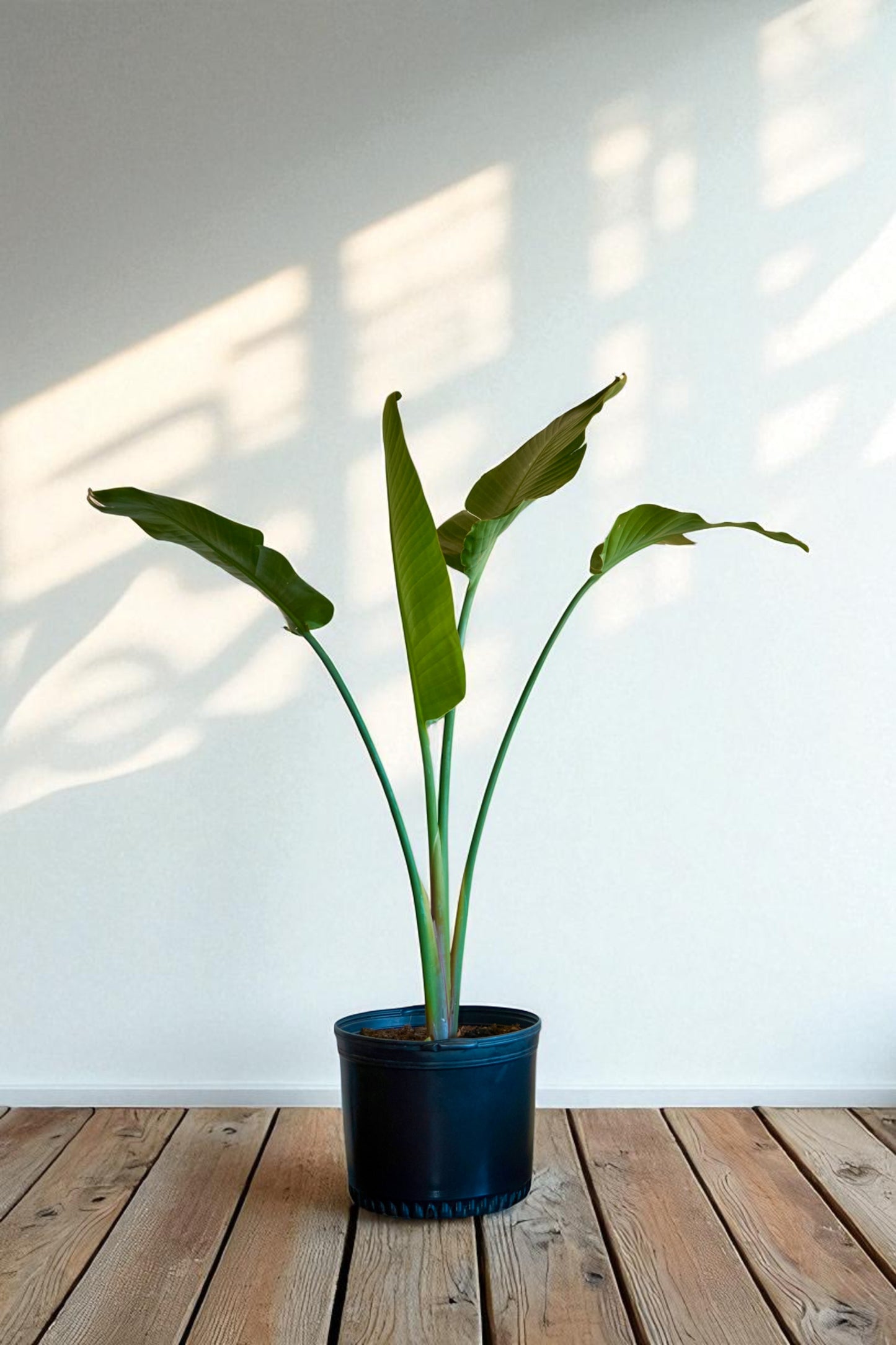 Strelitzia Nicolai