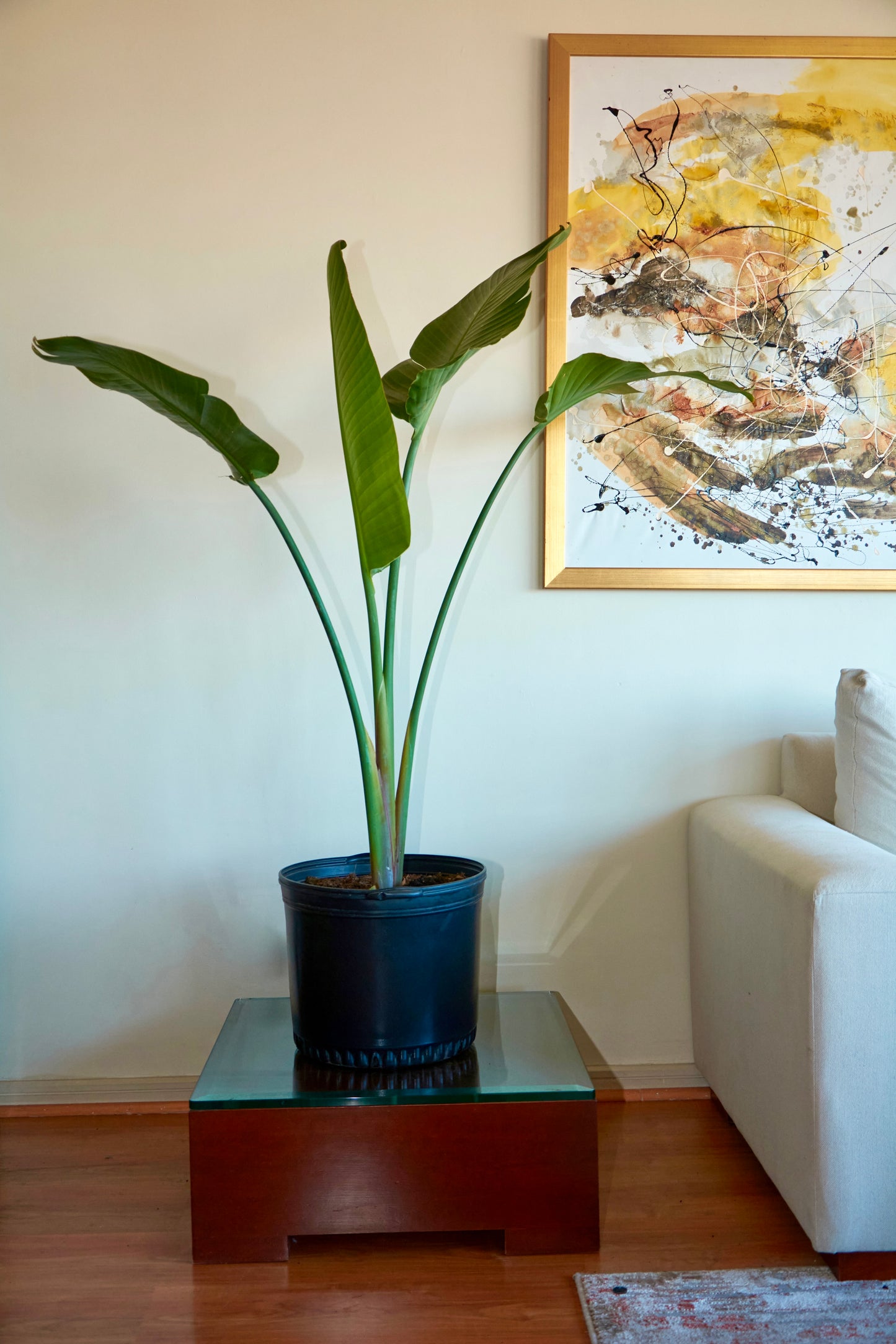 Strelitzia Nicolai