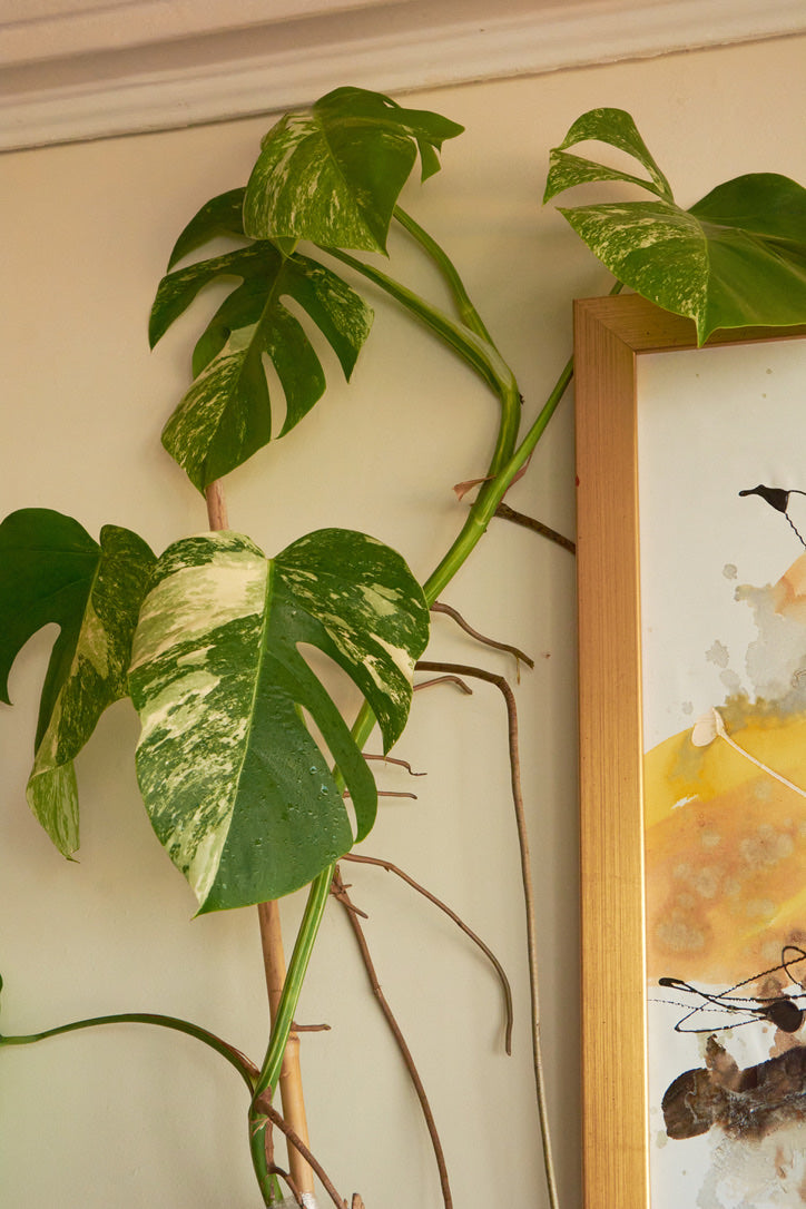 Monstera Variegada