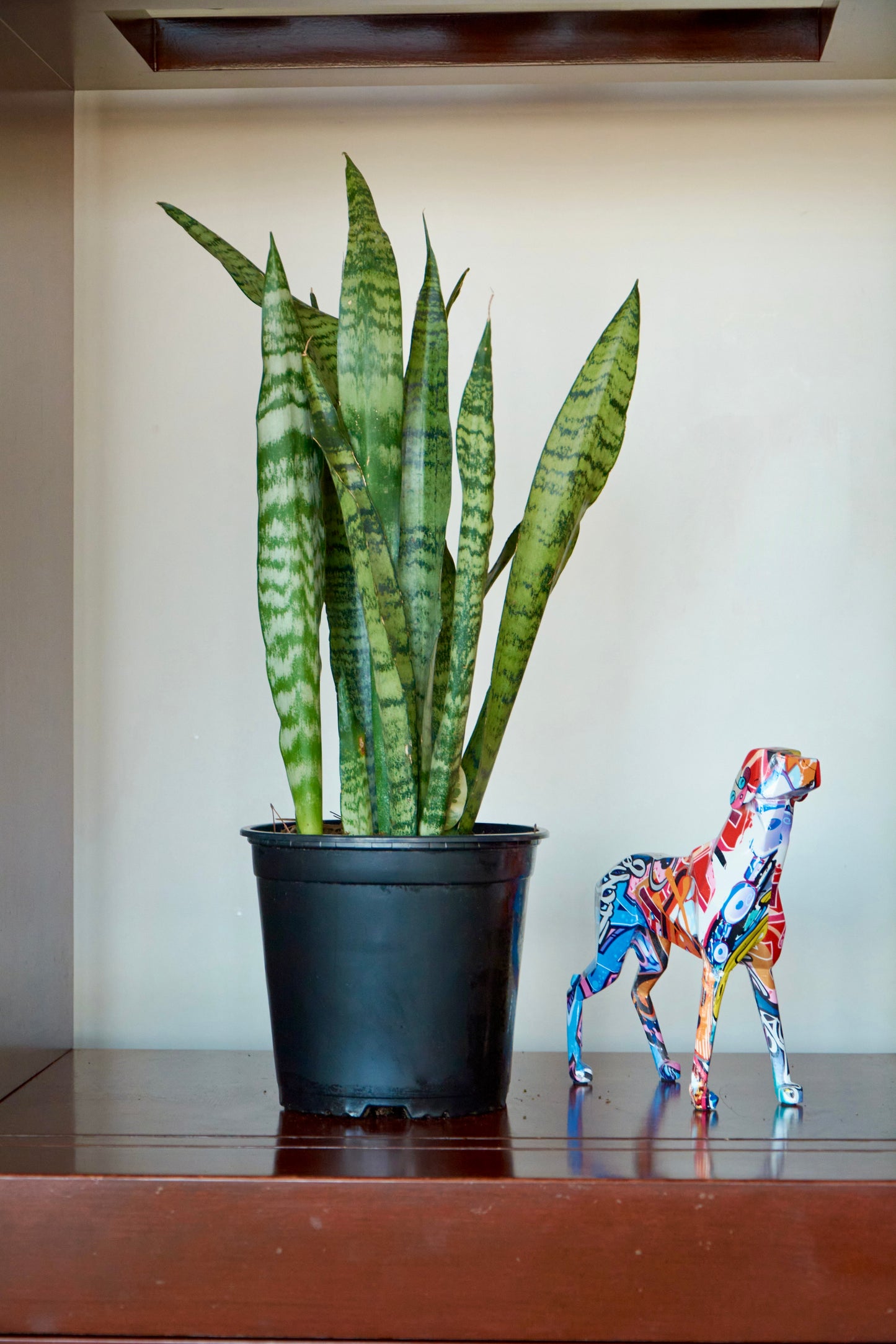 Sansevieria Zeylanica - Sansevieria Verde