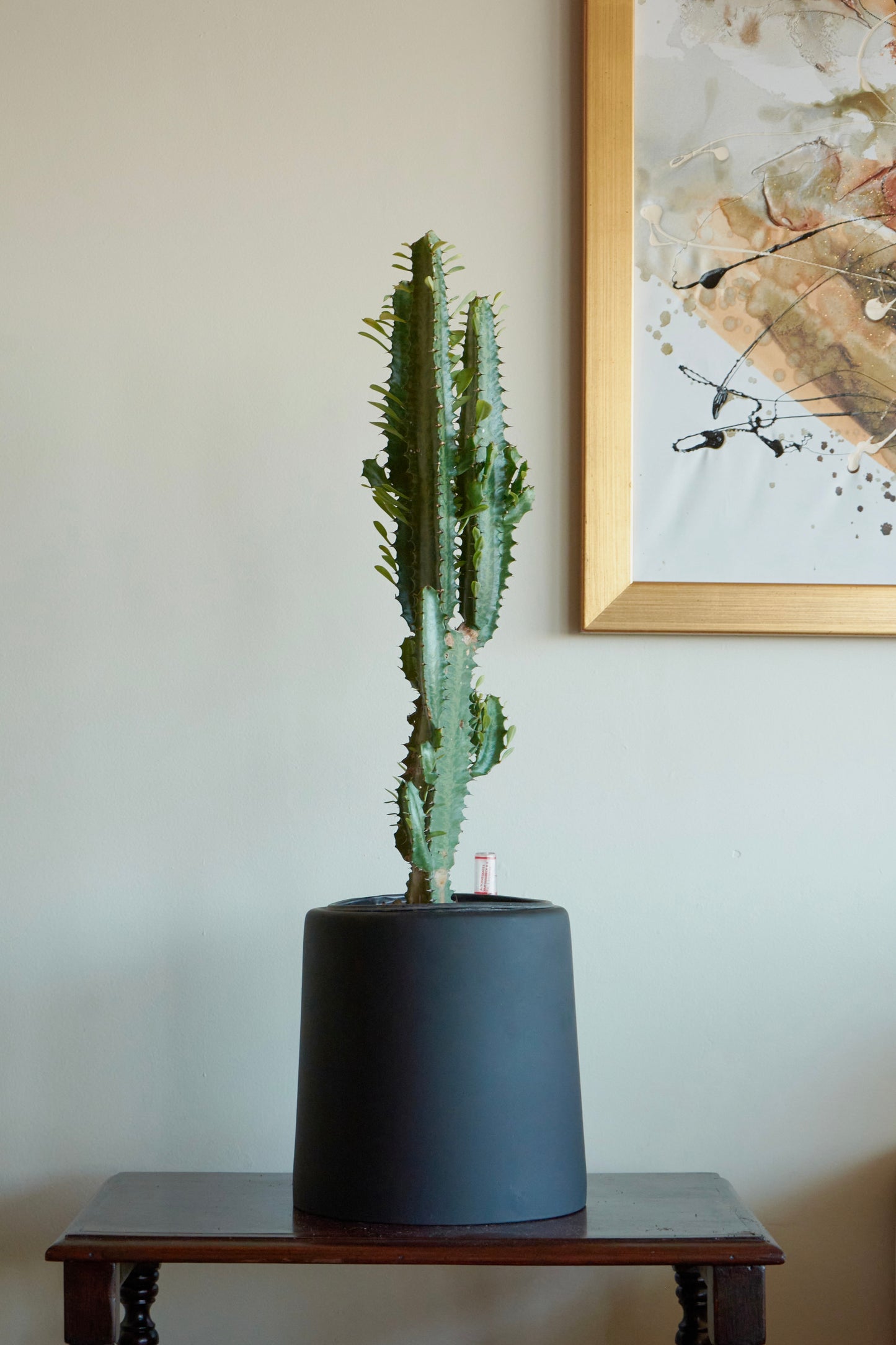Euphorbia Trigona