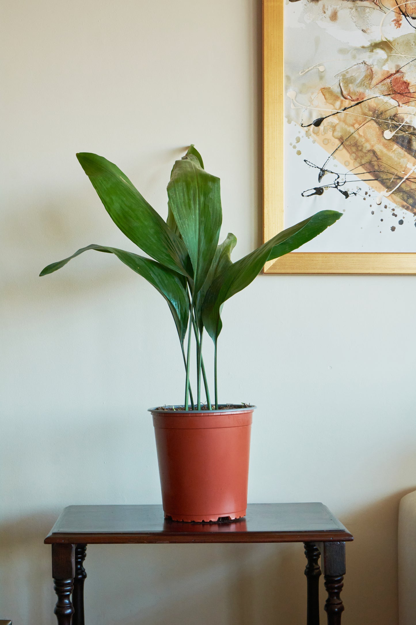 Aspidistra