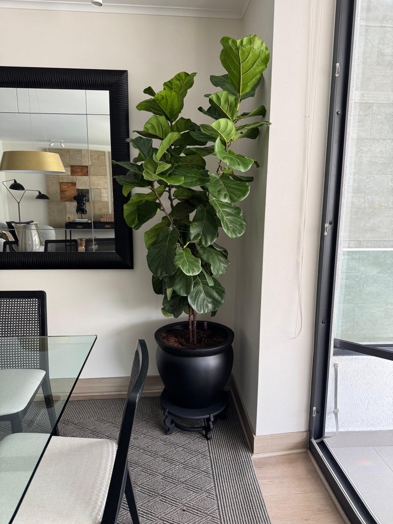 Ficus Lyrata - 2 brazos