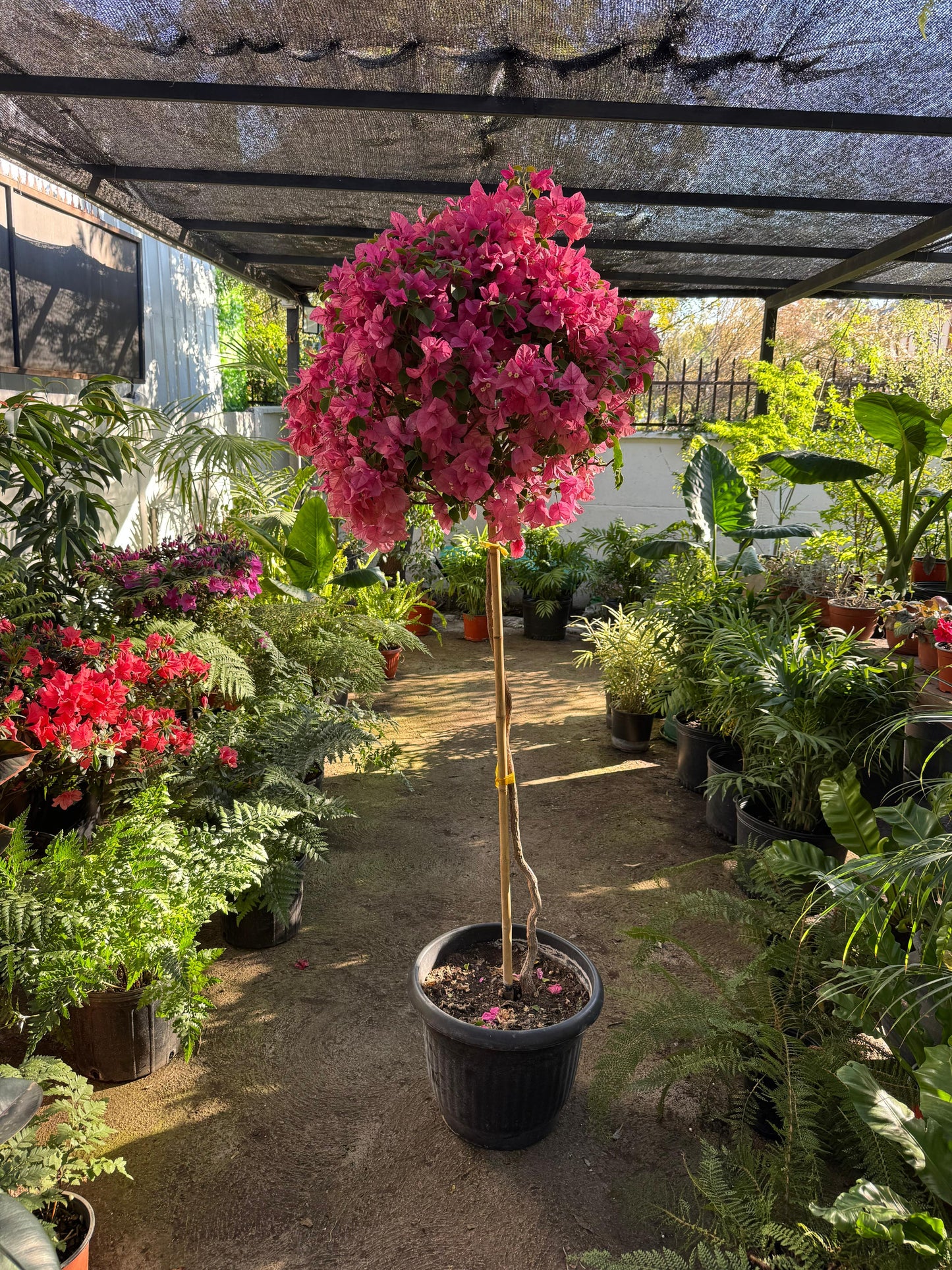 Bugambilia Pie Alto Rosada