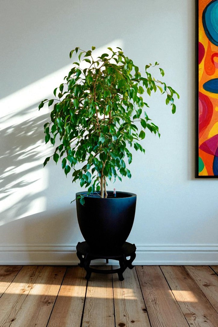 Ficus Benjamina