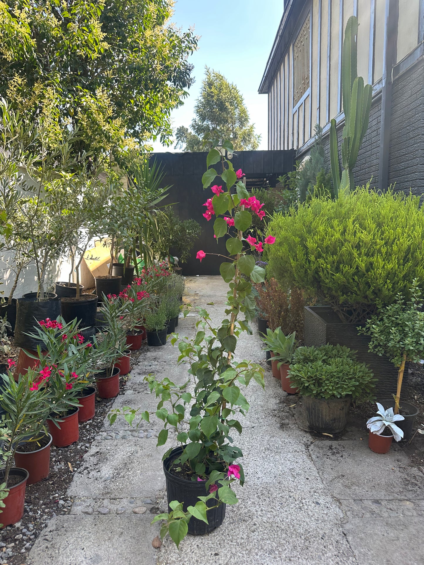 Bugambilia Enredadera