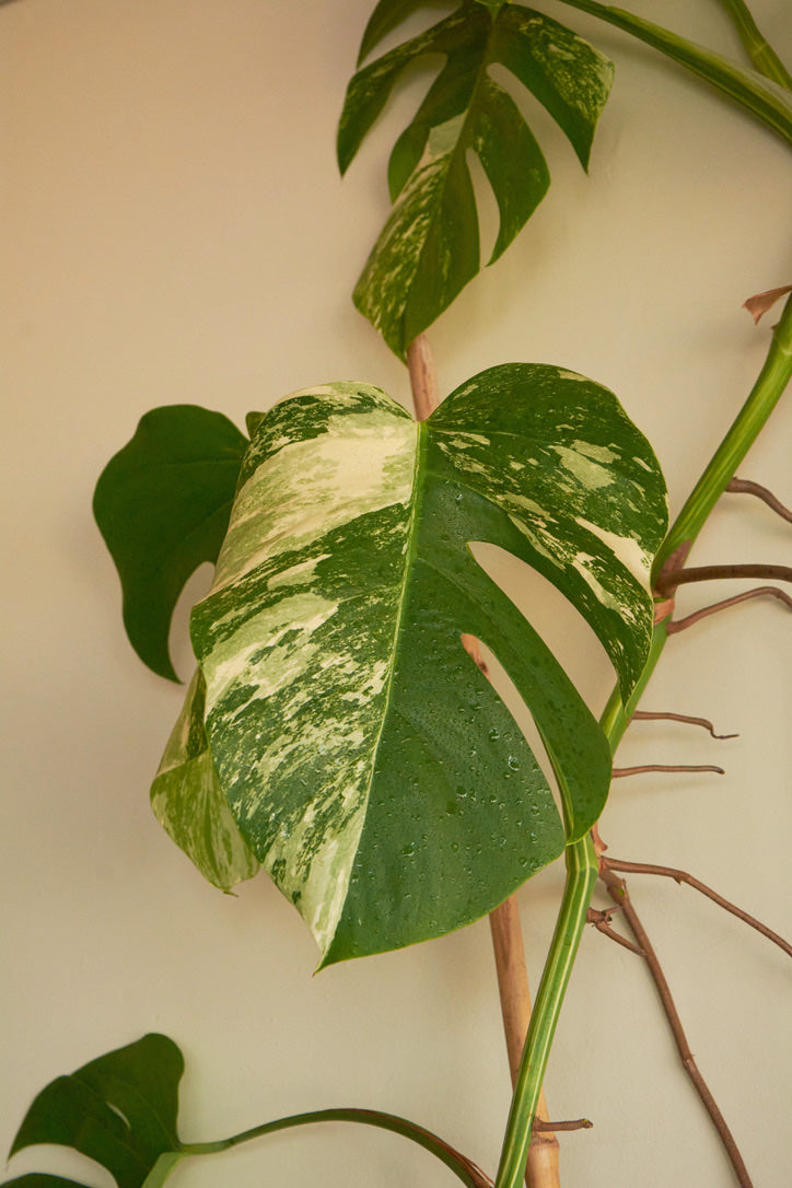 Monstera Variegada