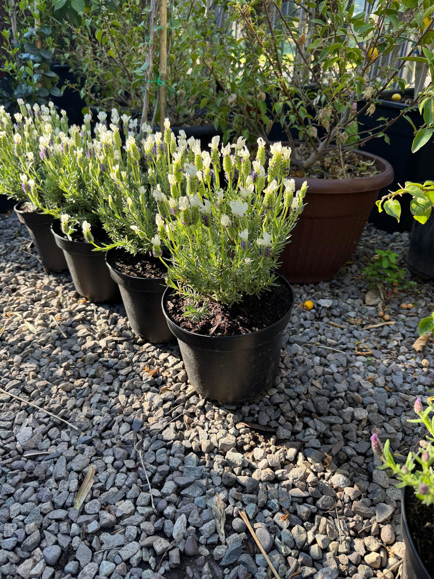 Lavanda Stoecha Blanca