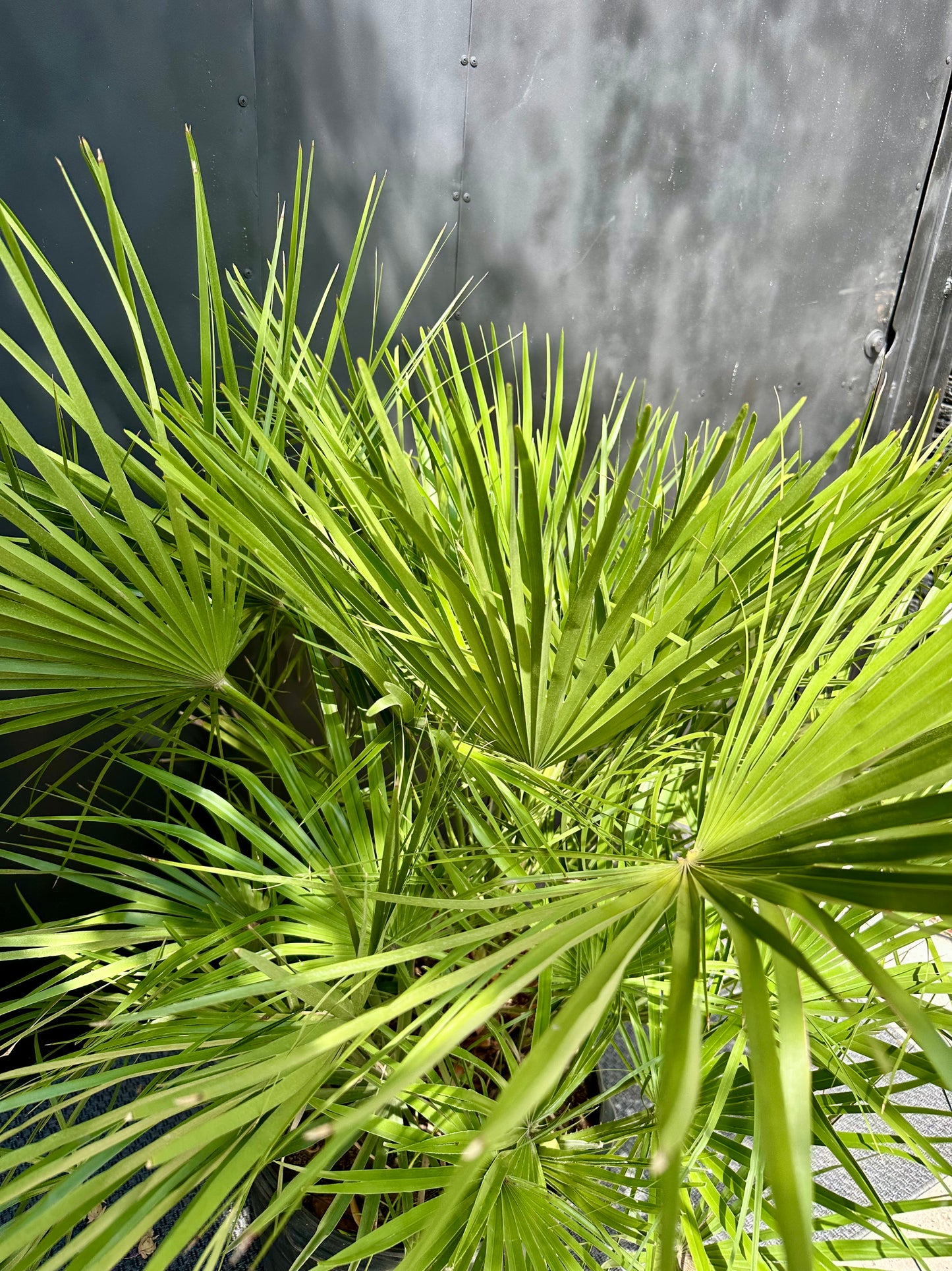 Palmera Chamaerops