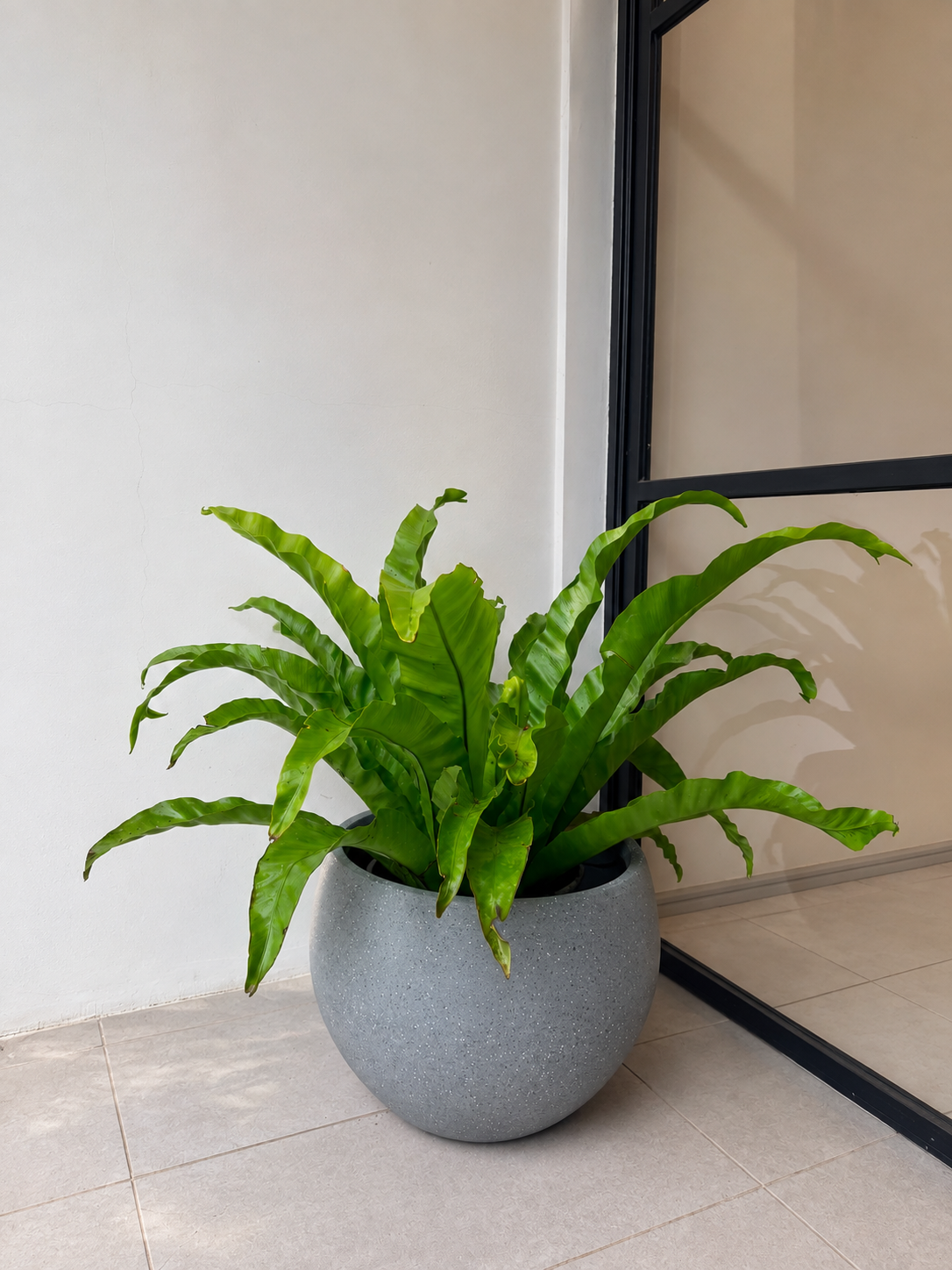 Helecho Nidus Asplenium Antiquum