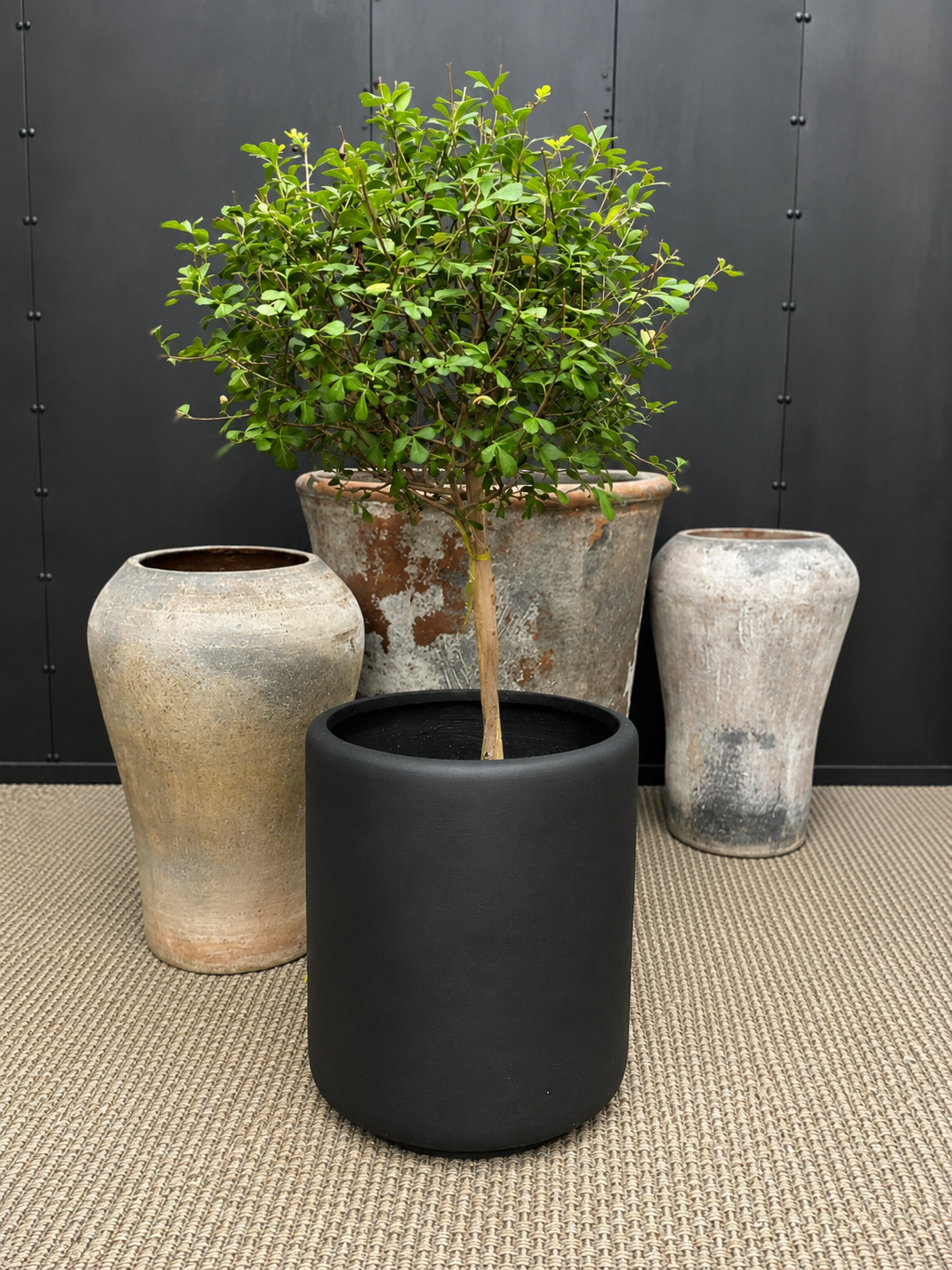 Rhus Crenata pie alto