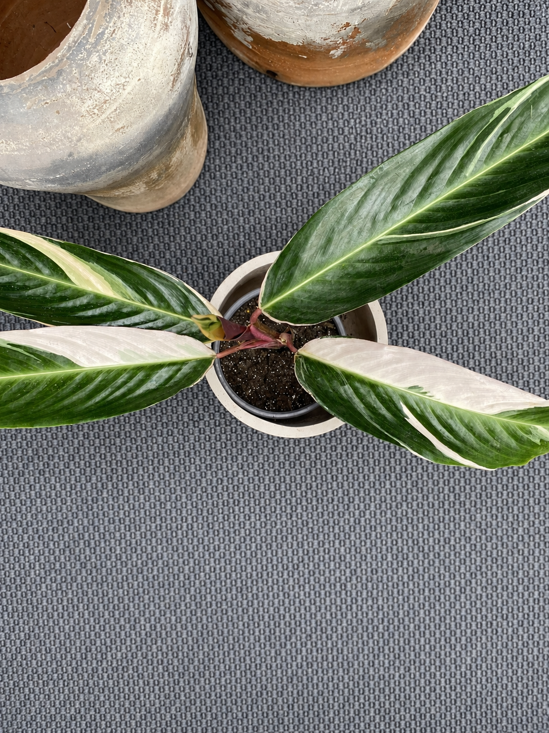 Stromanthe Sanguinaria - Calathea Triostar