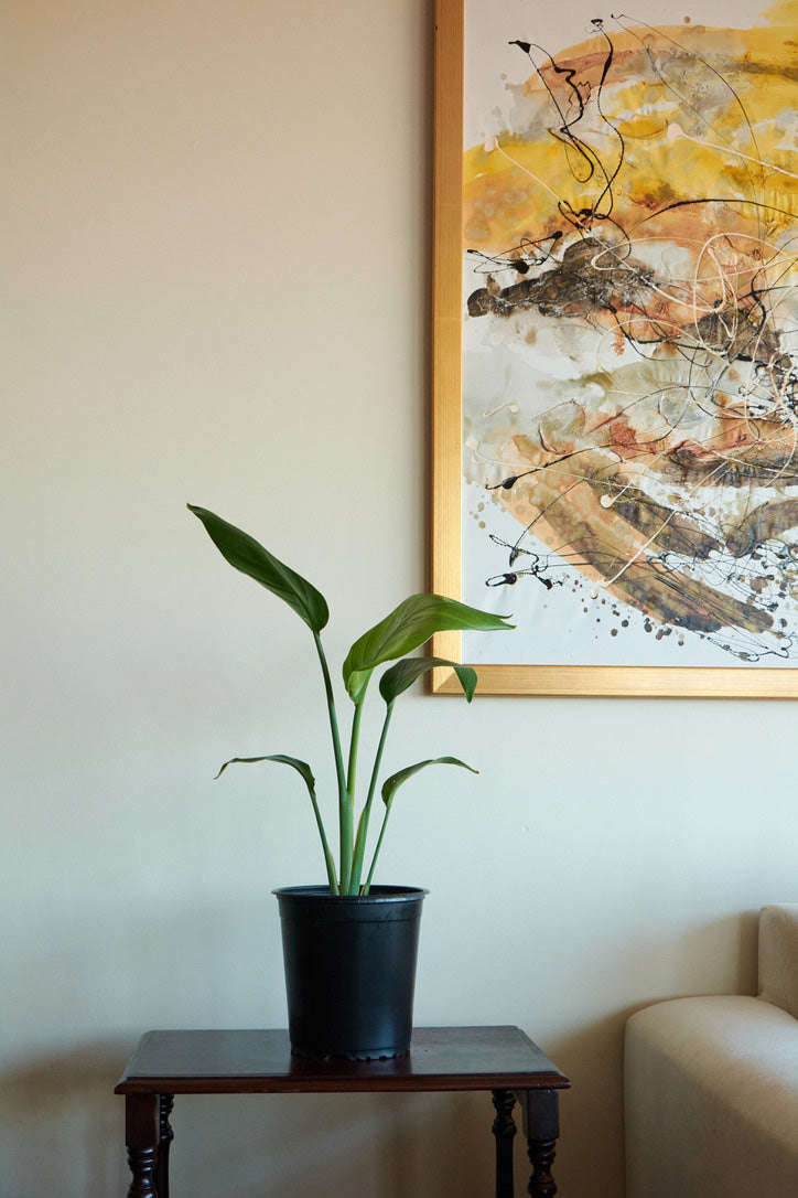 Strelitzia Nicolai