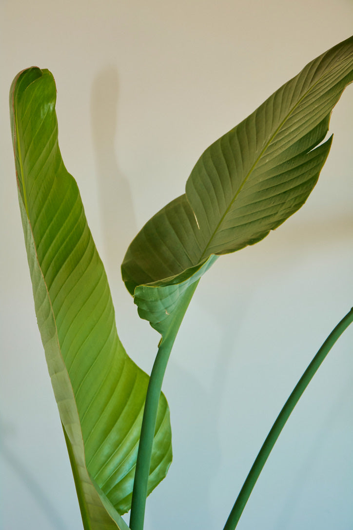 Strelitzia Nicolai