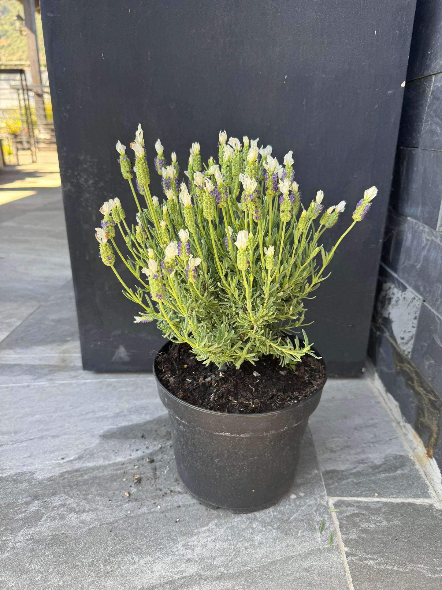 Lavanda Stoecha Blanca