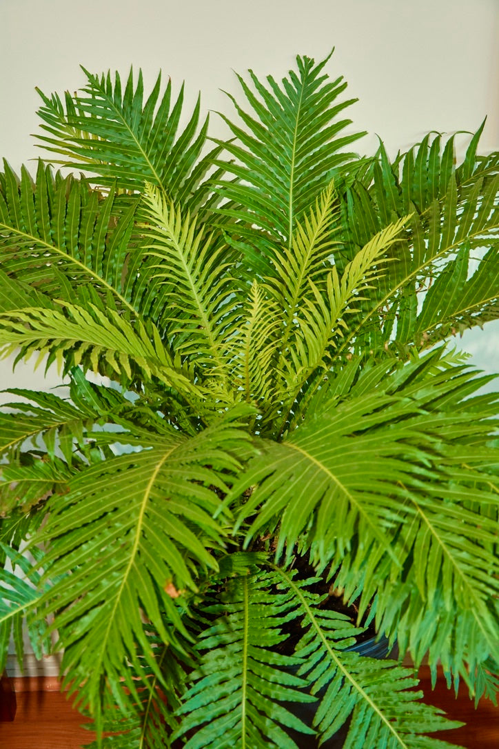 Helecho Blechnum Silver Lady
