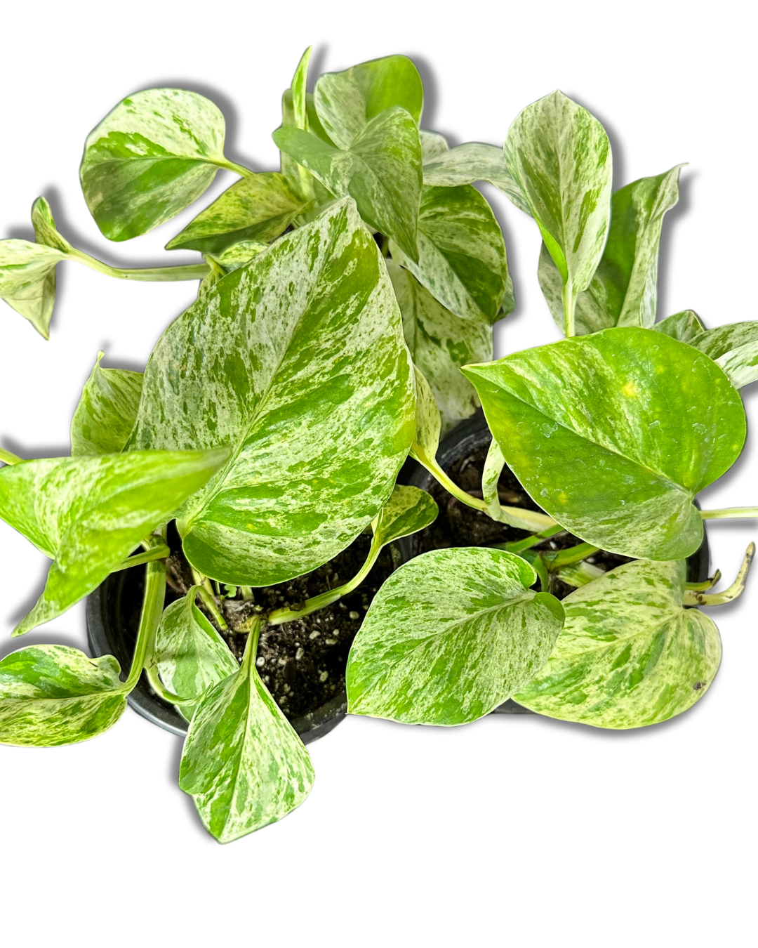Scindapsus Marble Queen (Pothus)