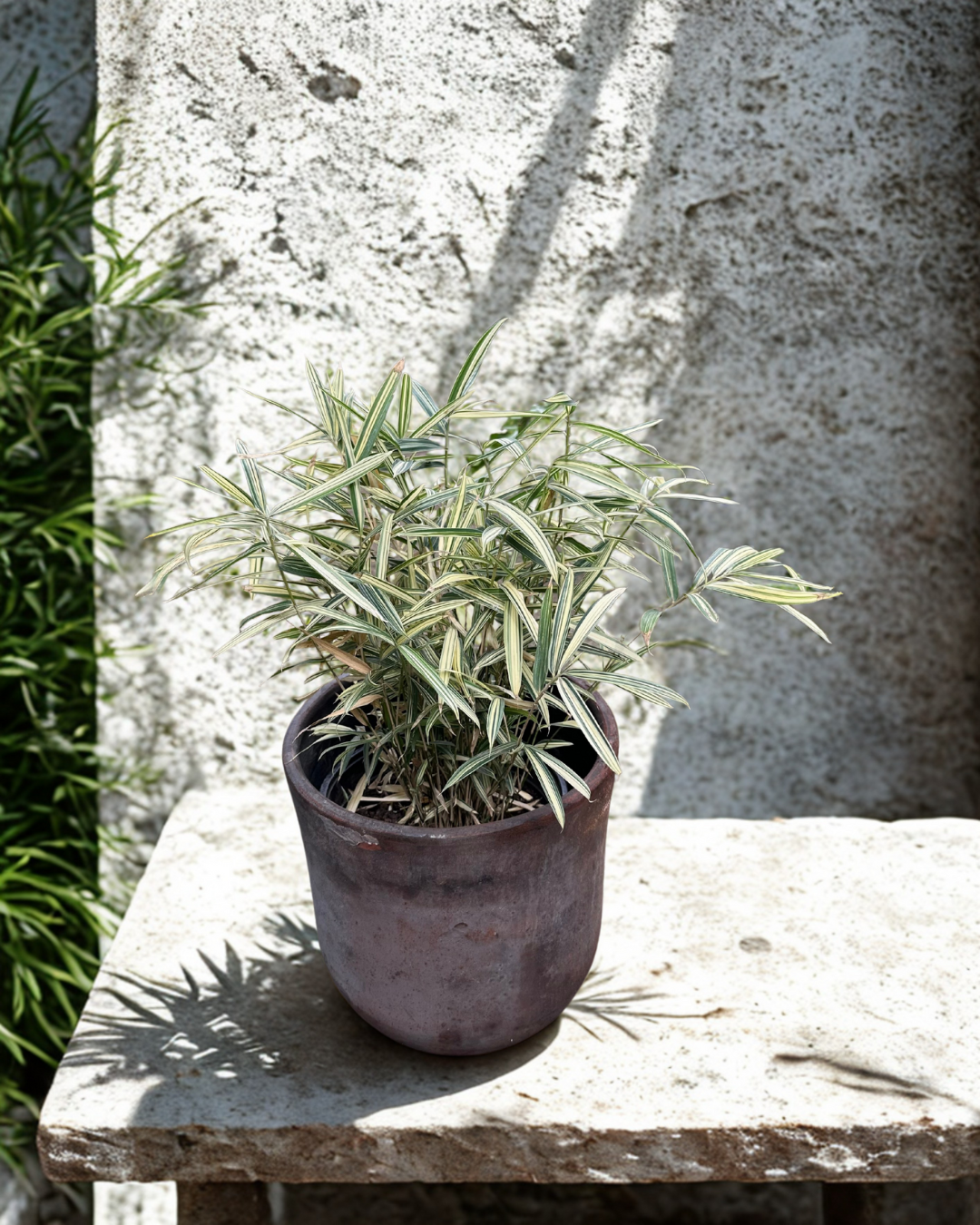 Bambú Variegado