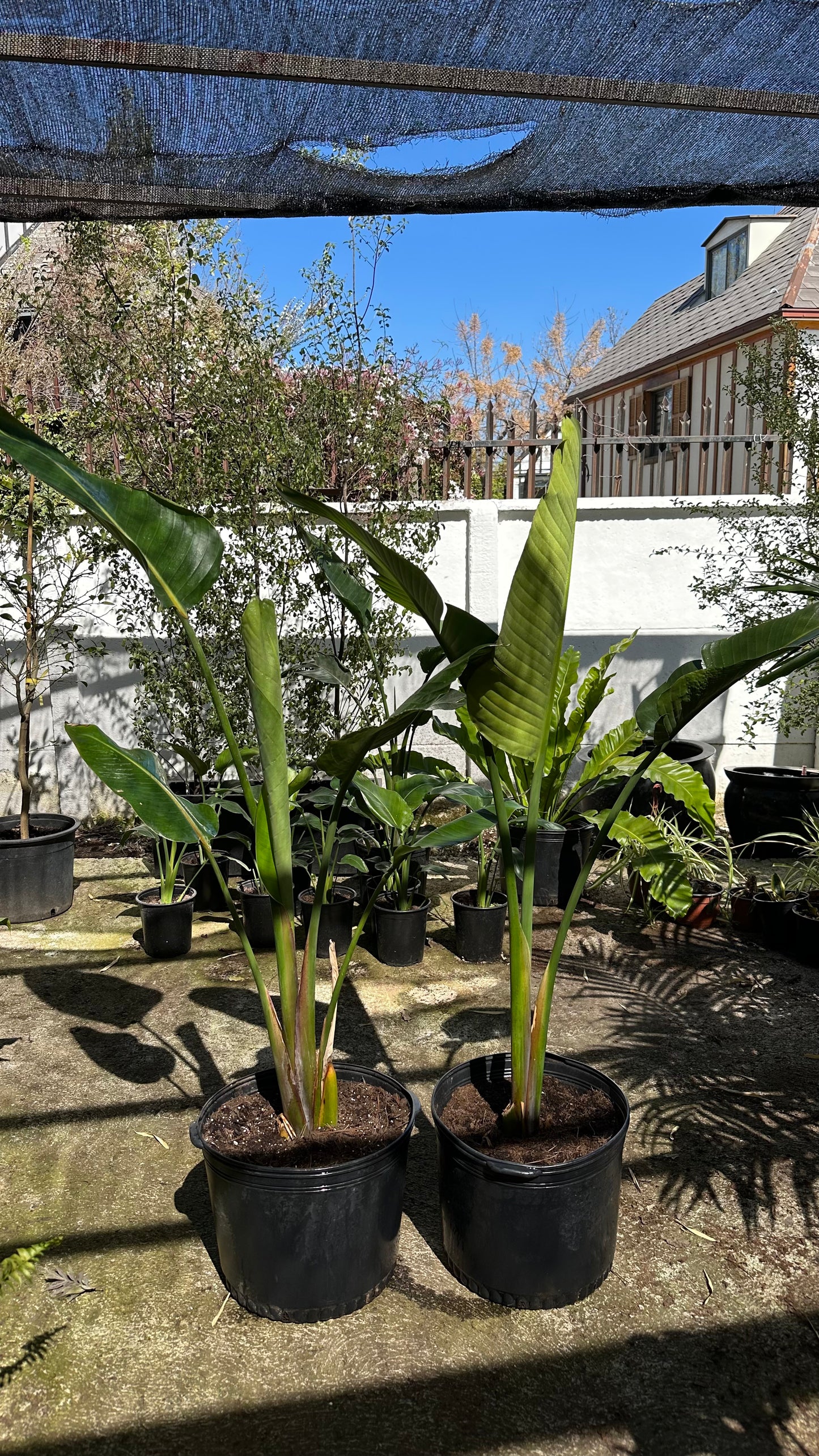 Strelitzia Nicolai