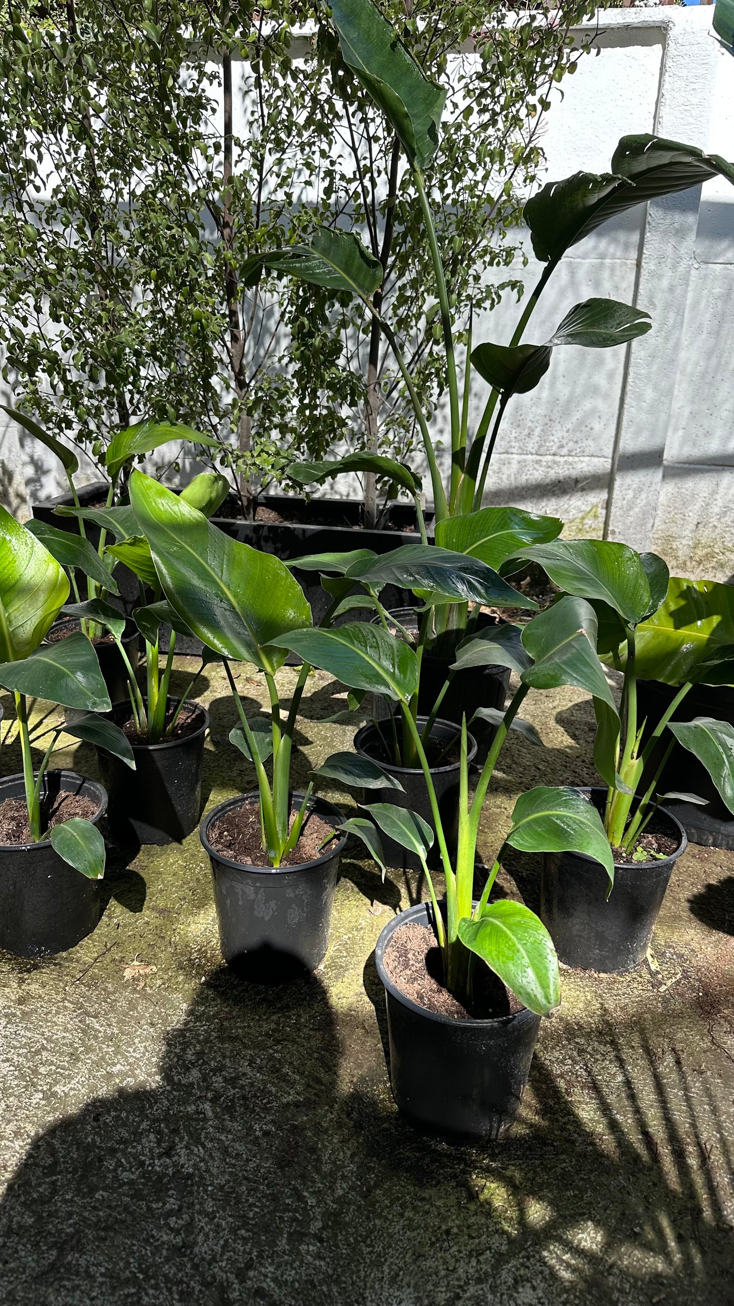 Strelitzia Nicolai