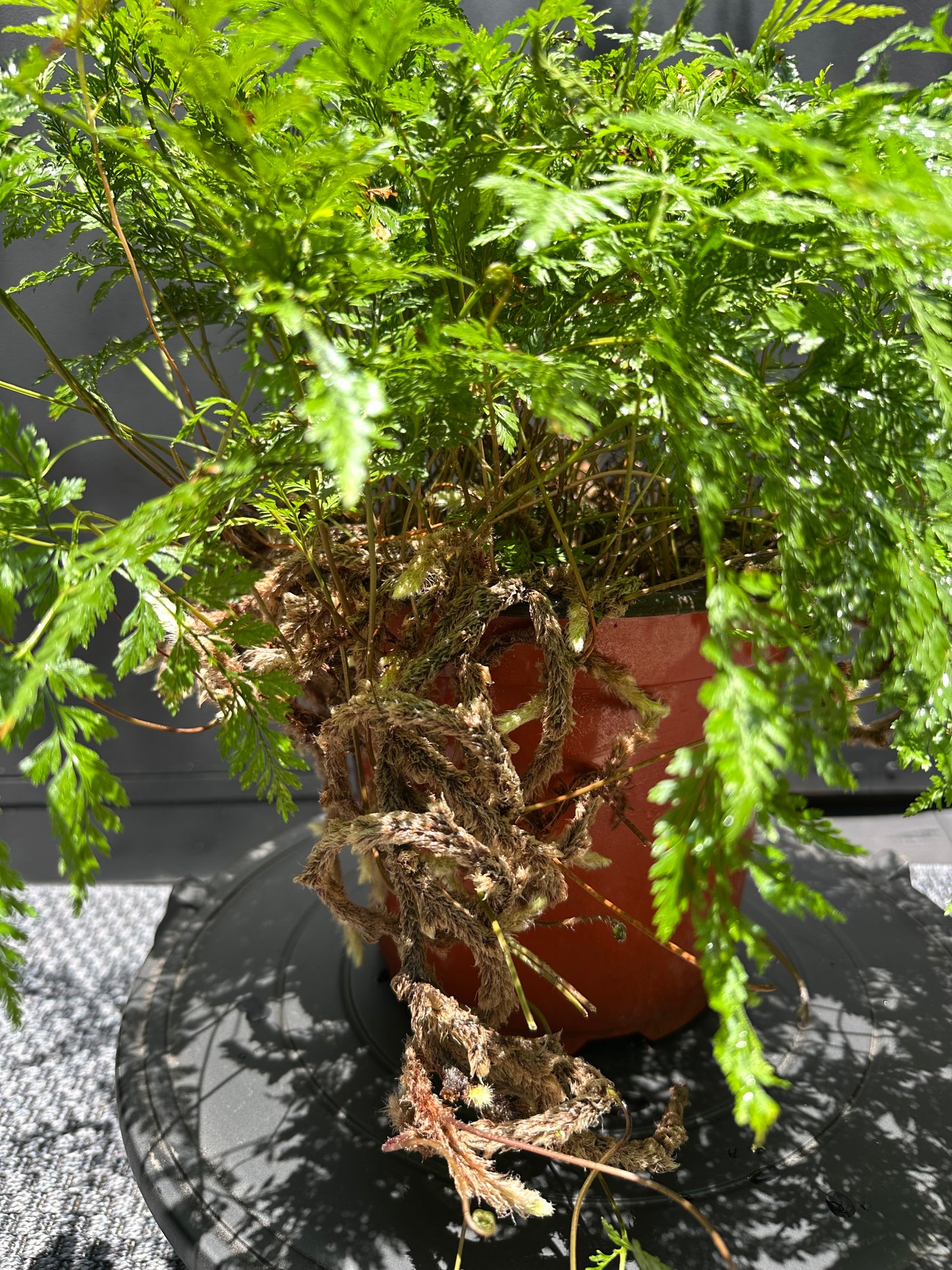 Helecho Pata de Conejo