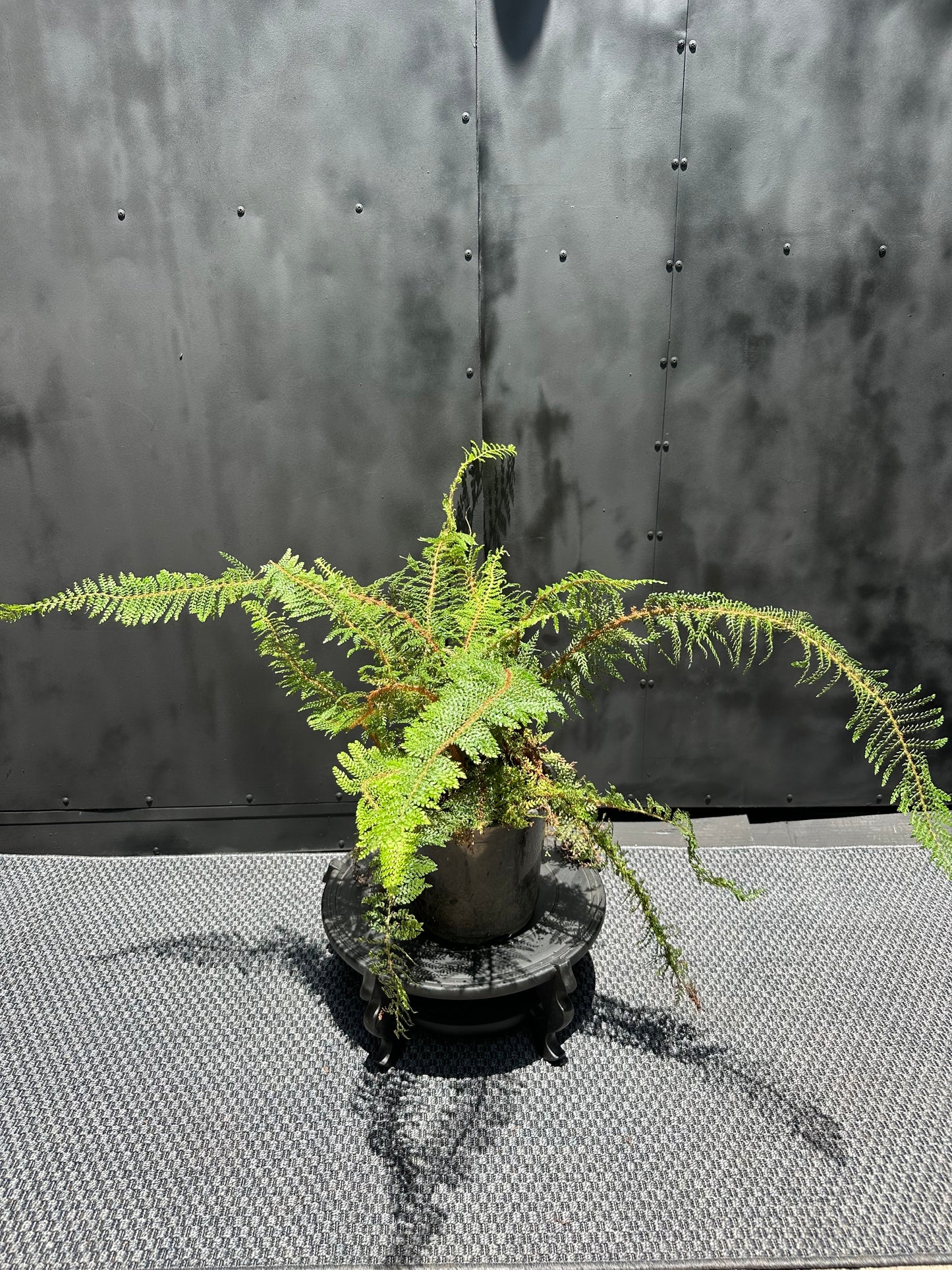 Helecho Polystichum