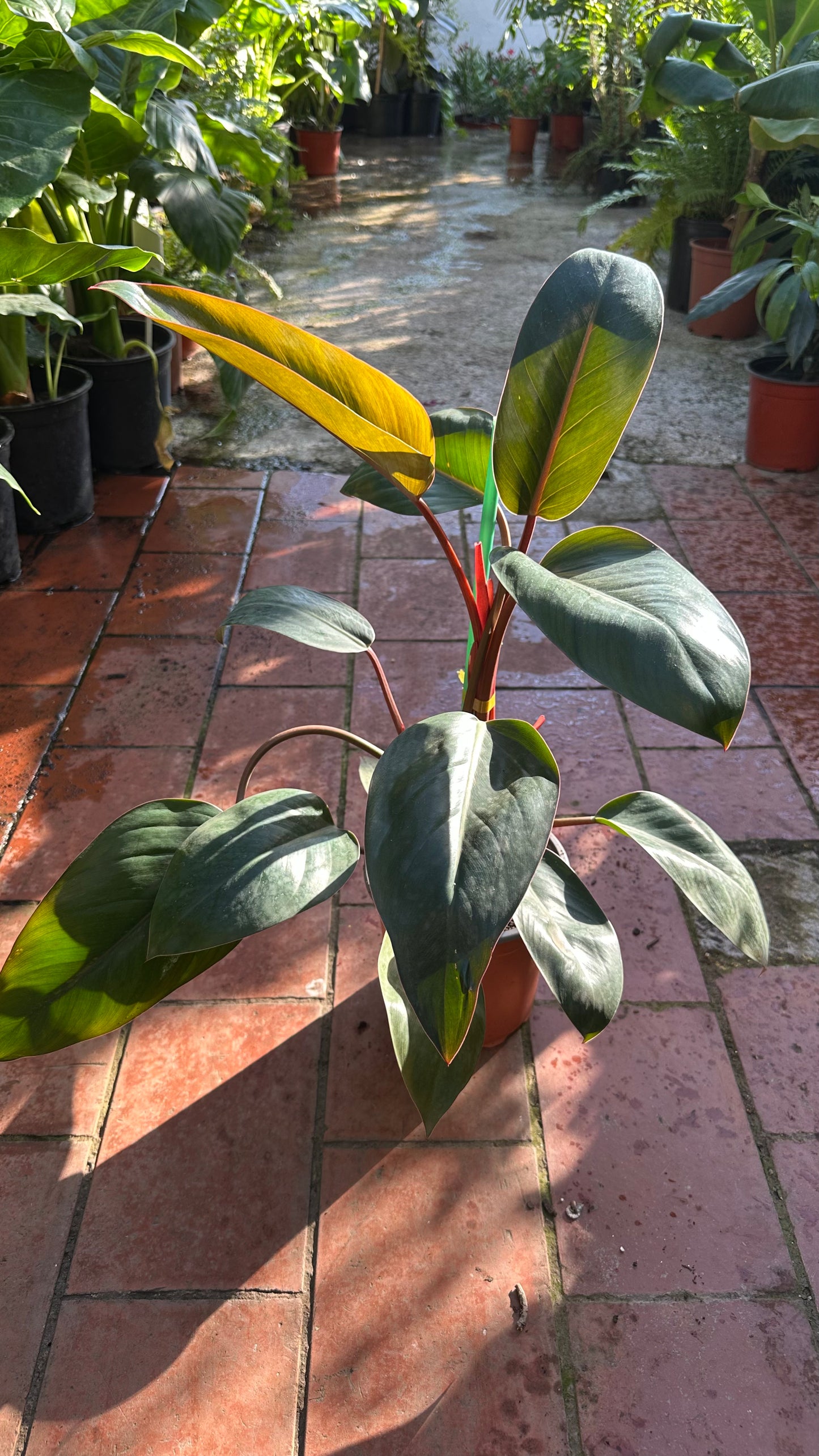 Filodendro Red Congo