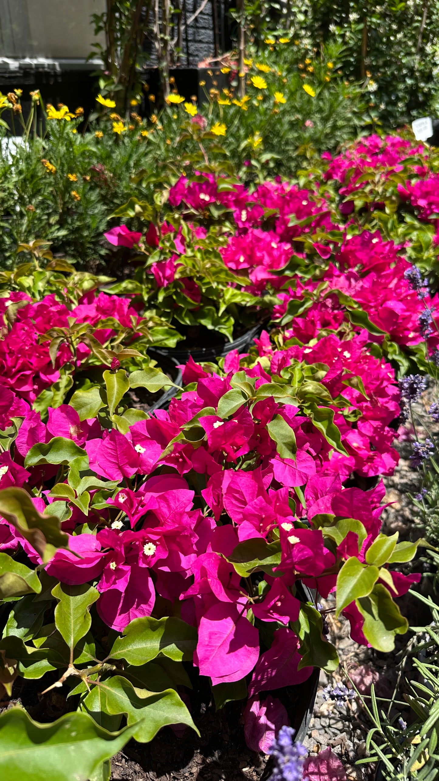 Bugambilia en Bolo (M)