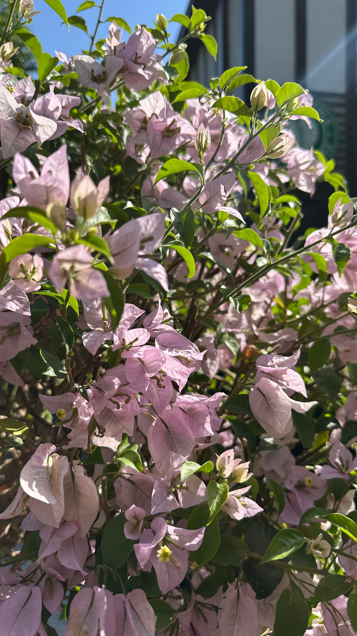 Bugambilia Pie Alto Malva (Única)