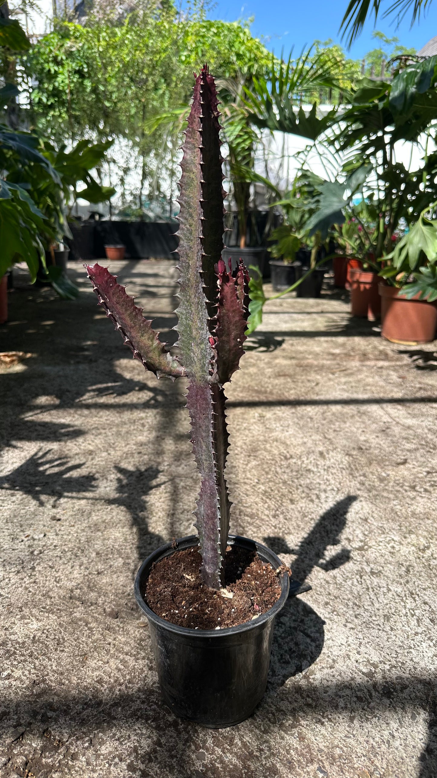 Euphorbia Trigona