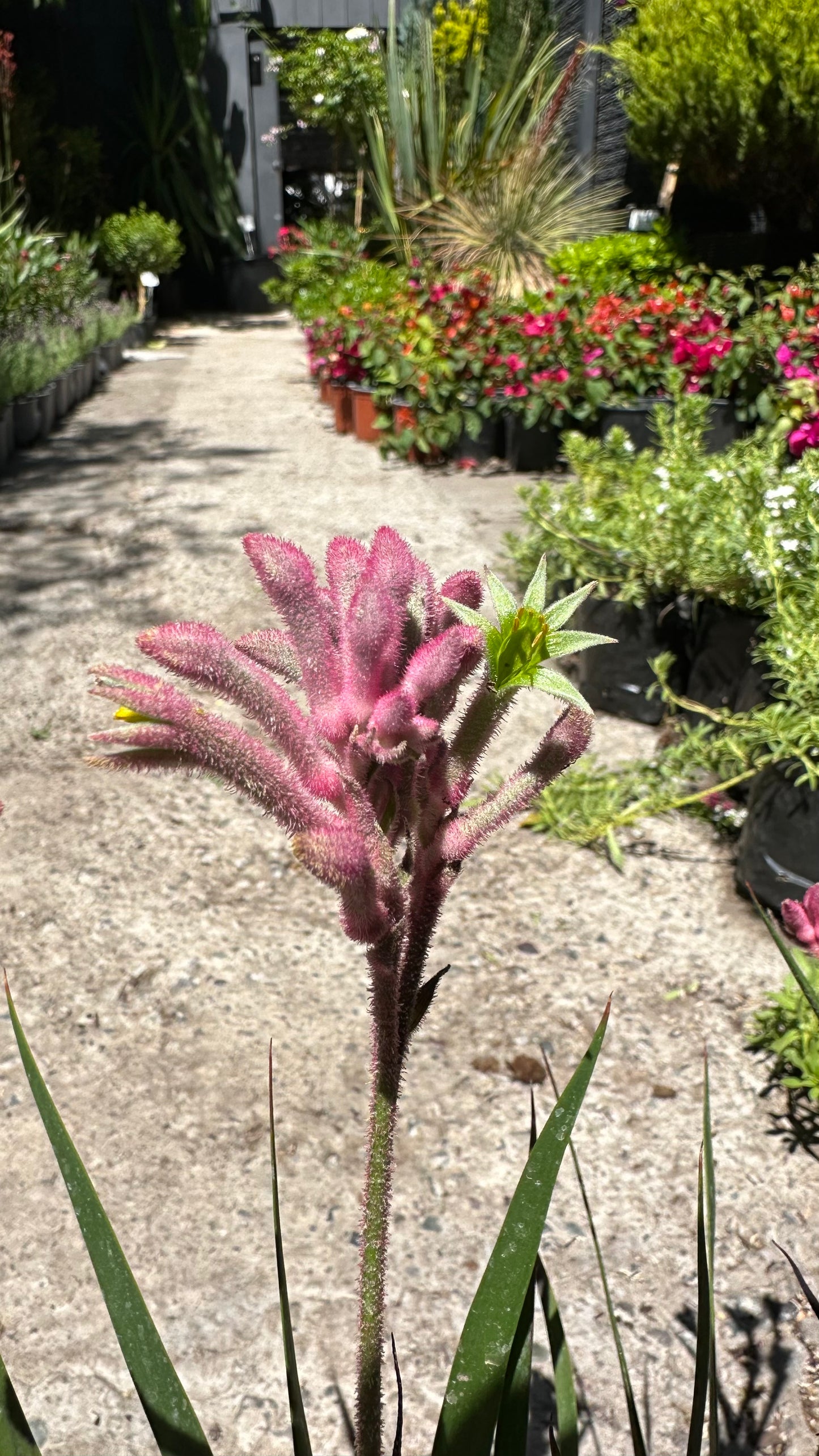 Anigozanthos Enano Rosa