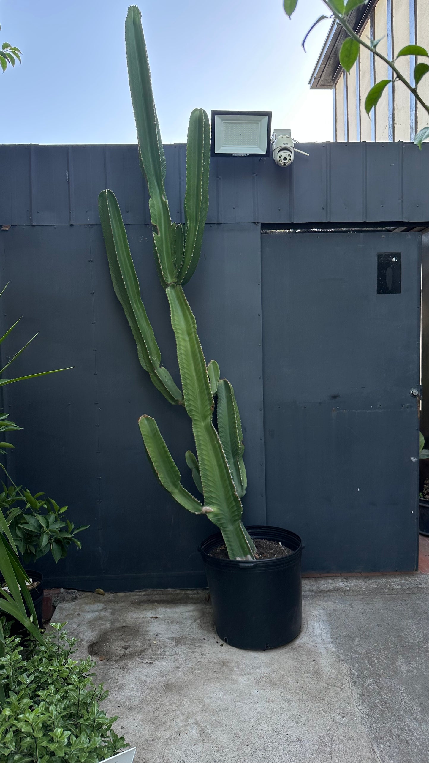 Euphorbia Candelabro (Única)