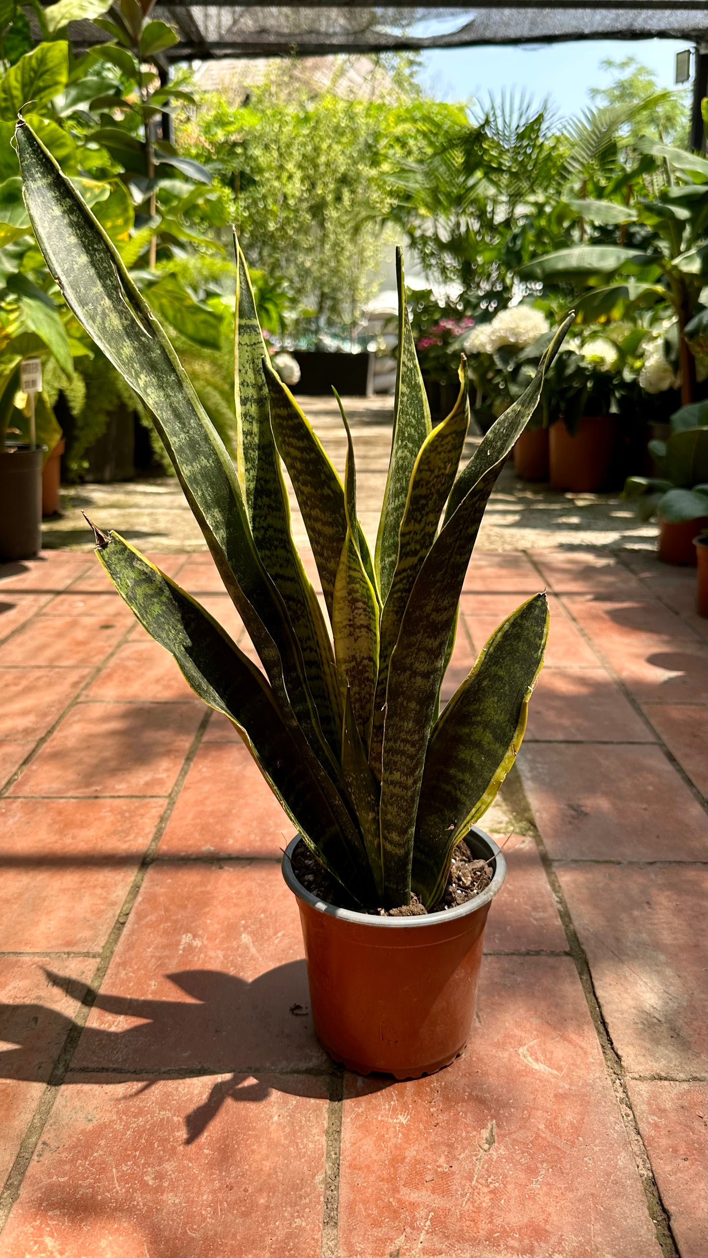 Sansevieria Laurenti