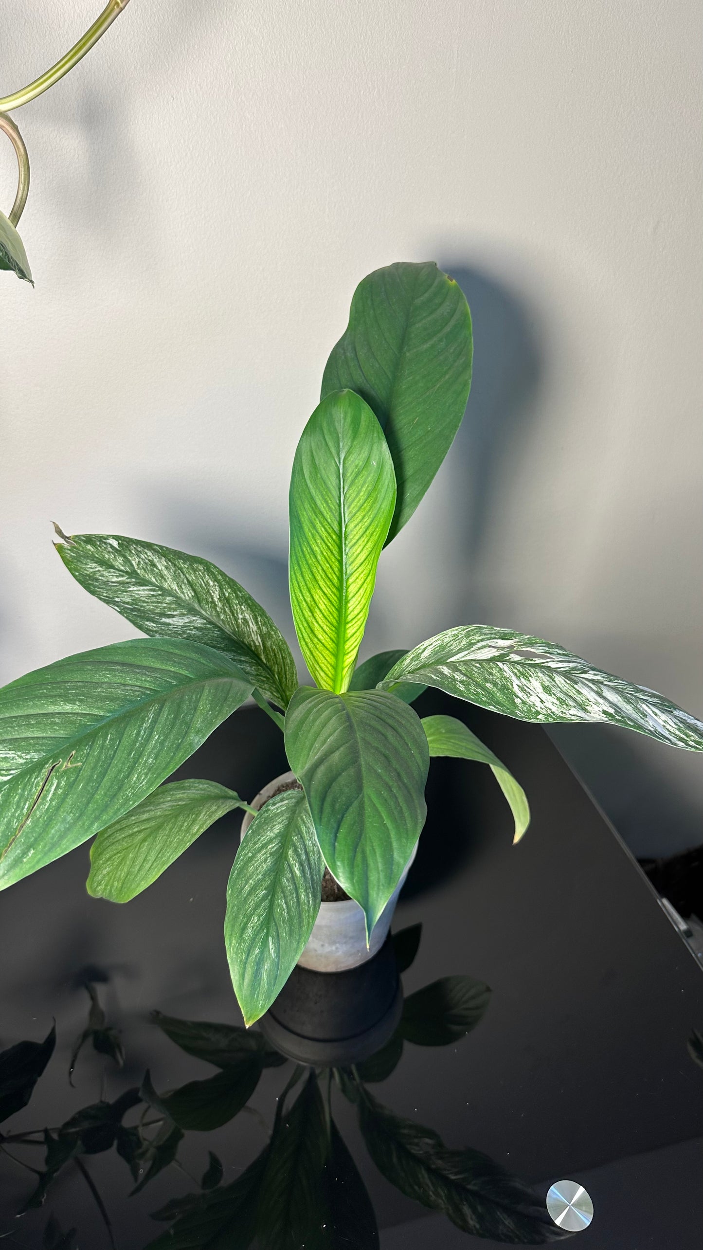 Spathiphyllum Variegado