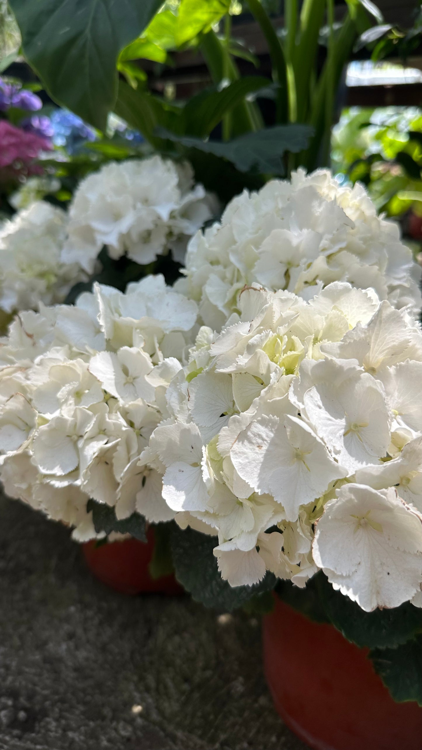 Hortensia Blanca (s)