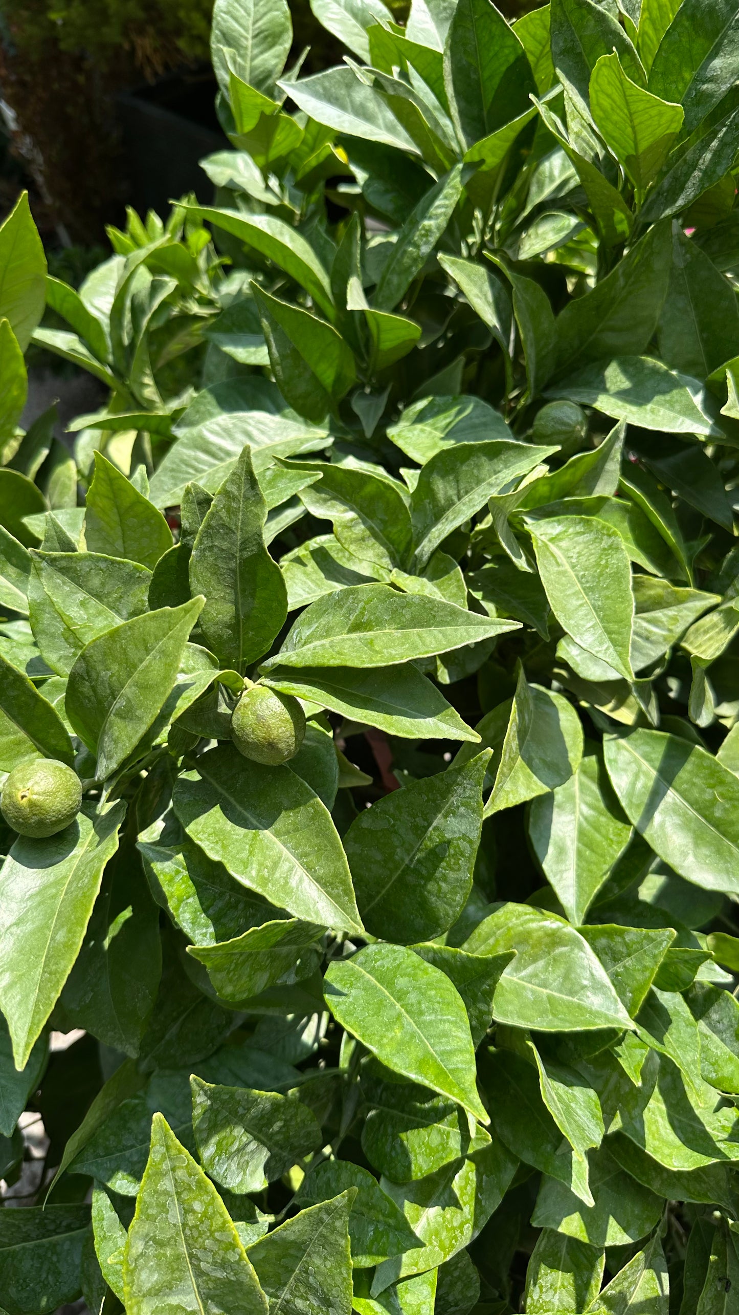 Naranjo Fukumoto (L)