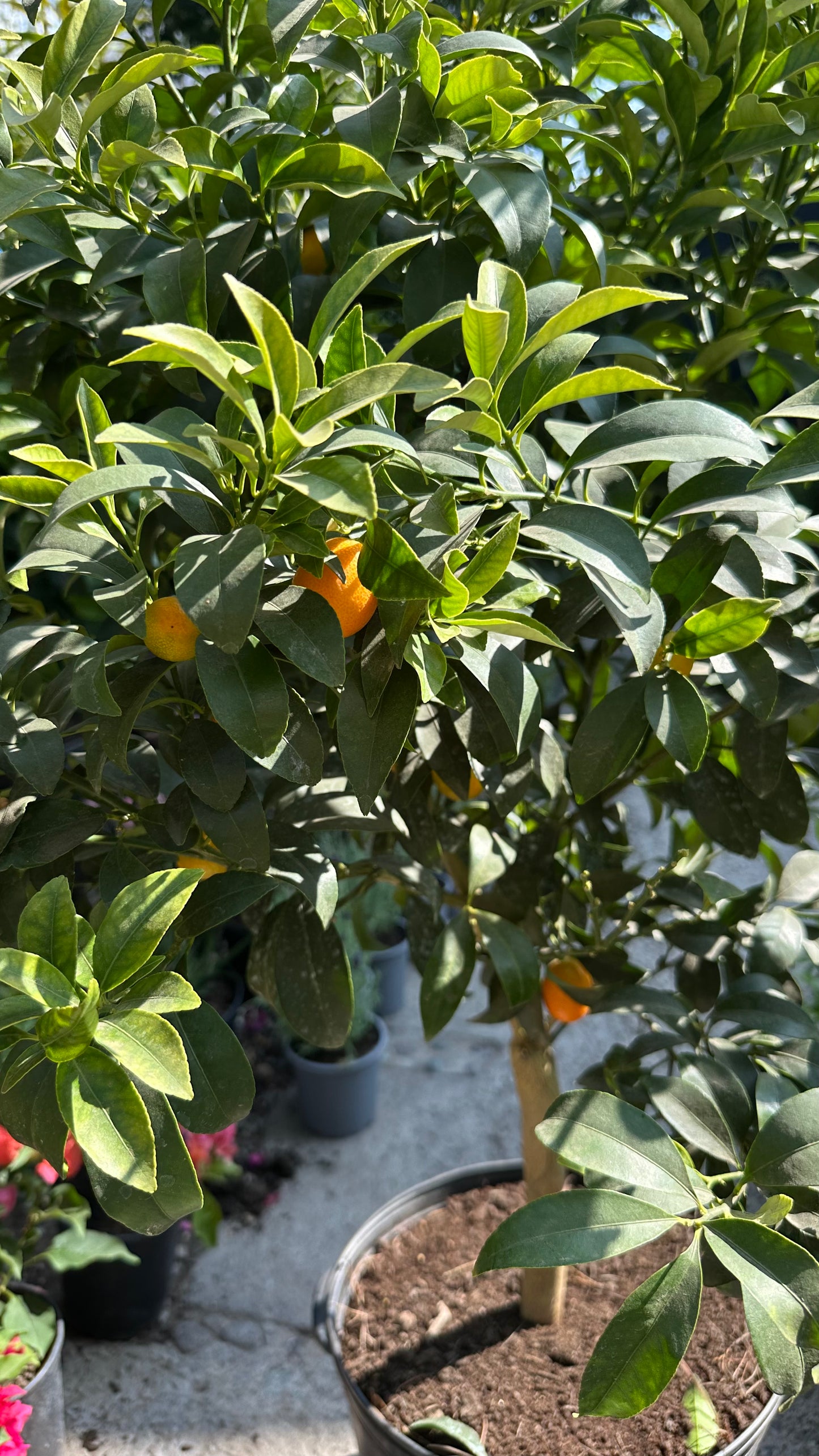 Kumquat